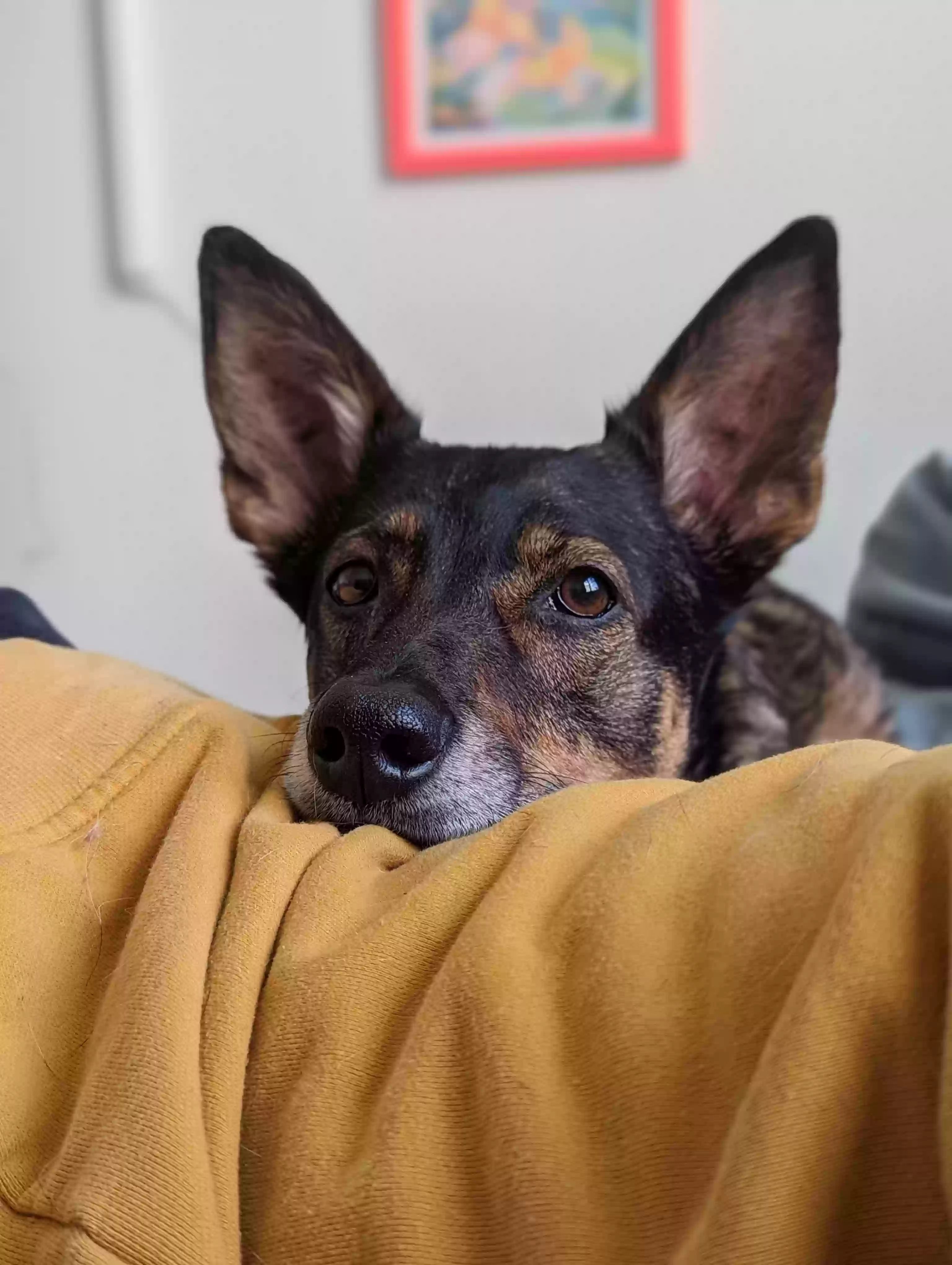 adoptable Dog in Denver,CO named Delilah