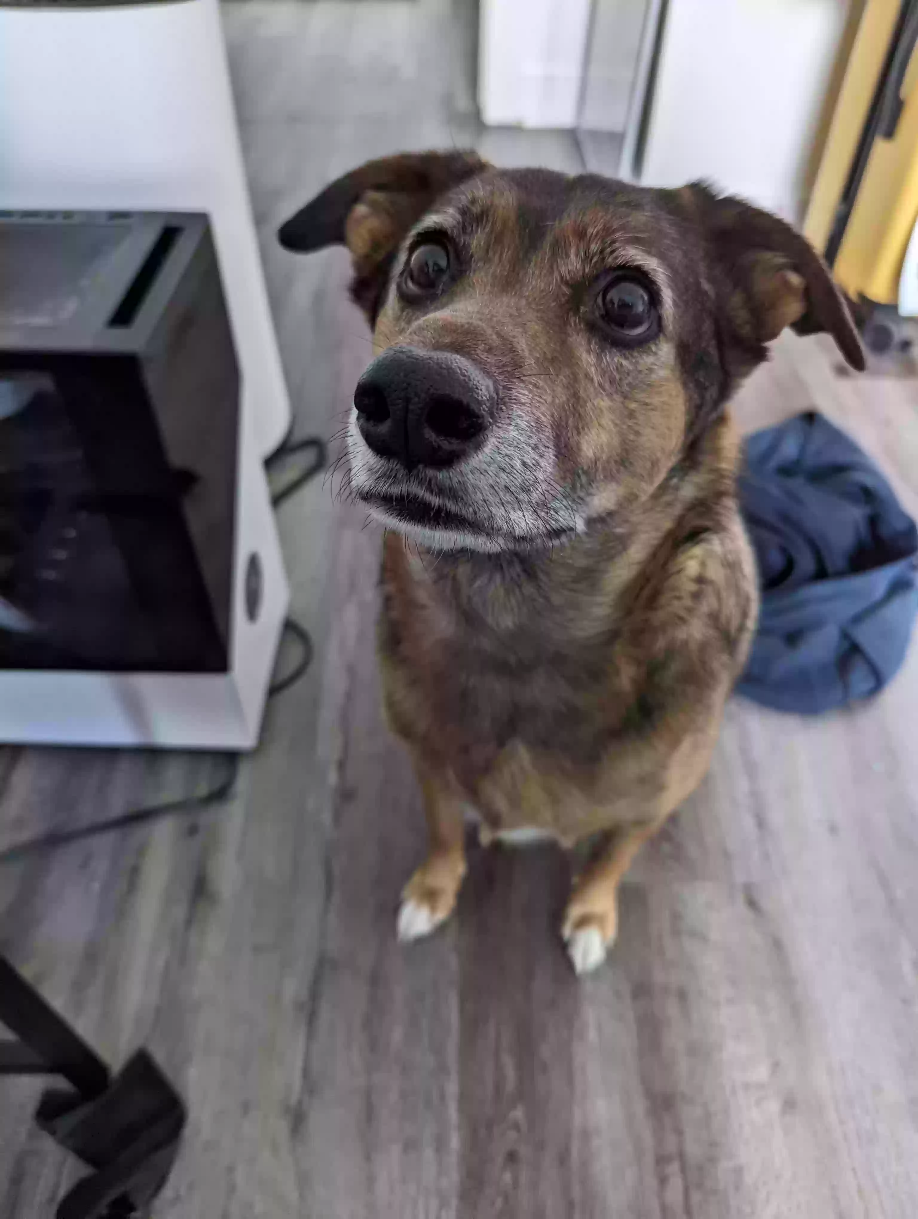 adoptable Dog in Denver,CO named V