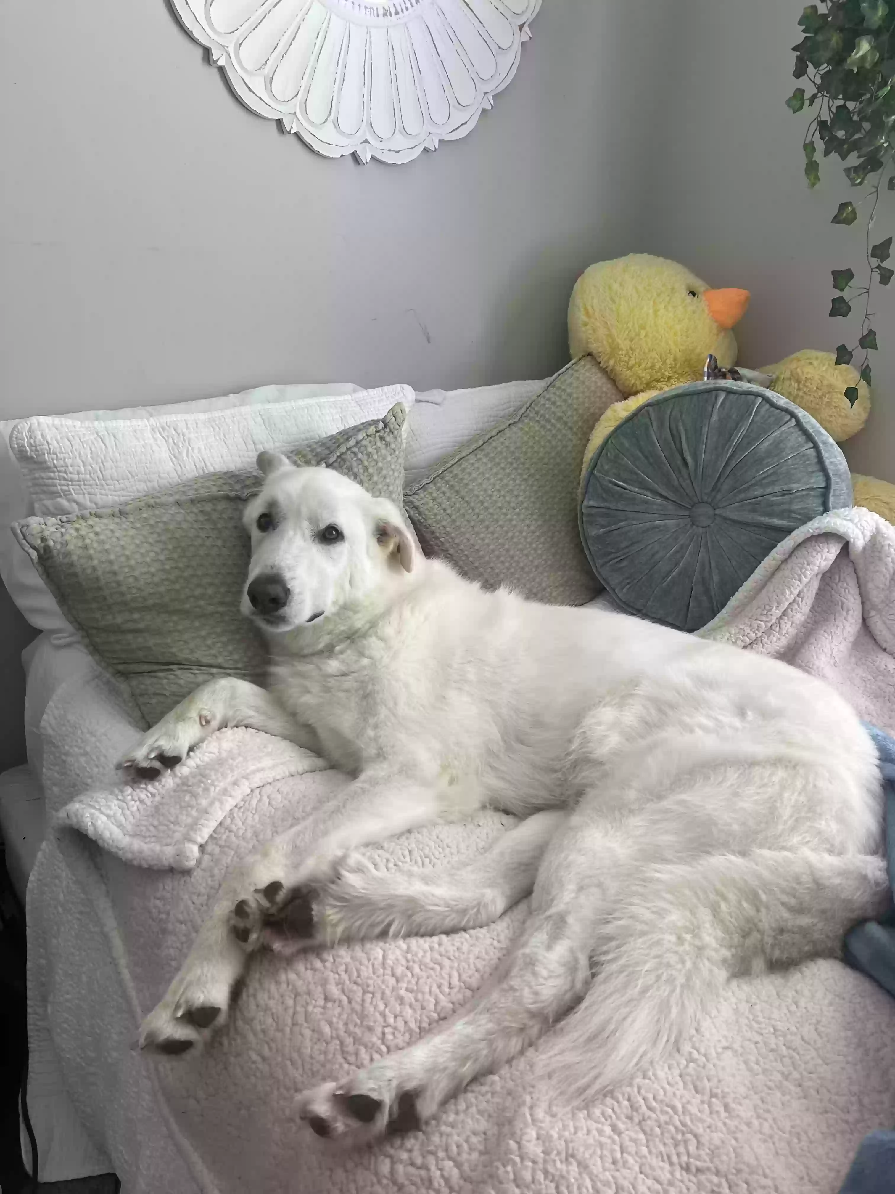 adoptable Dog in Cartersville,GA named Fazo