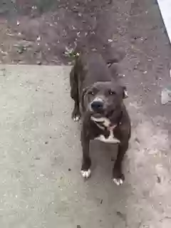 adoptable Dog in Loganville,GA named Bella