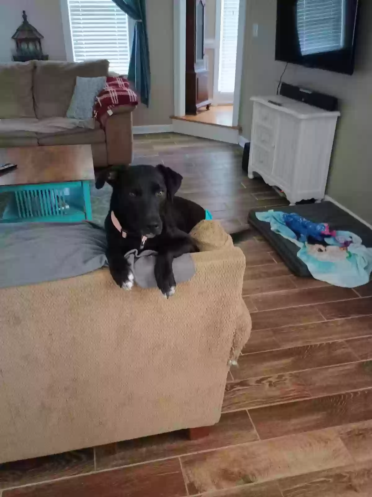 adoptable Dog in Clayton,NC named Barbie