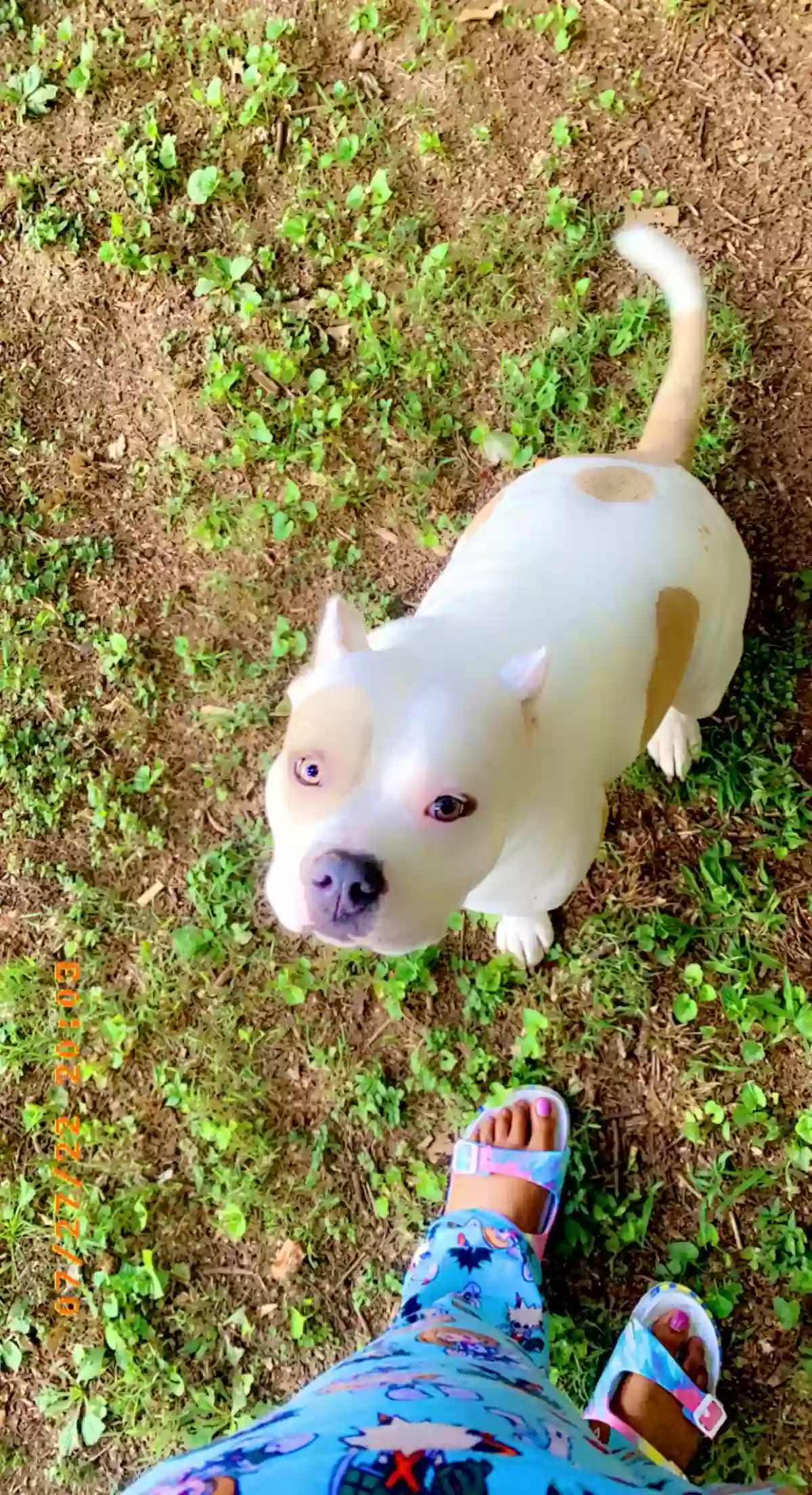 adoptable Dog in Morrow,GA named Zola
