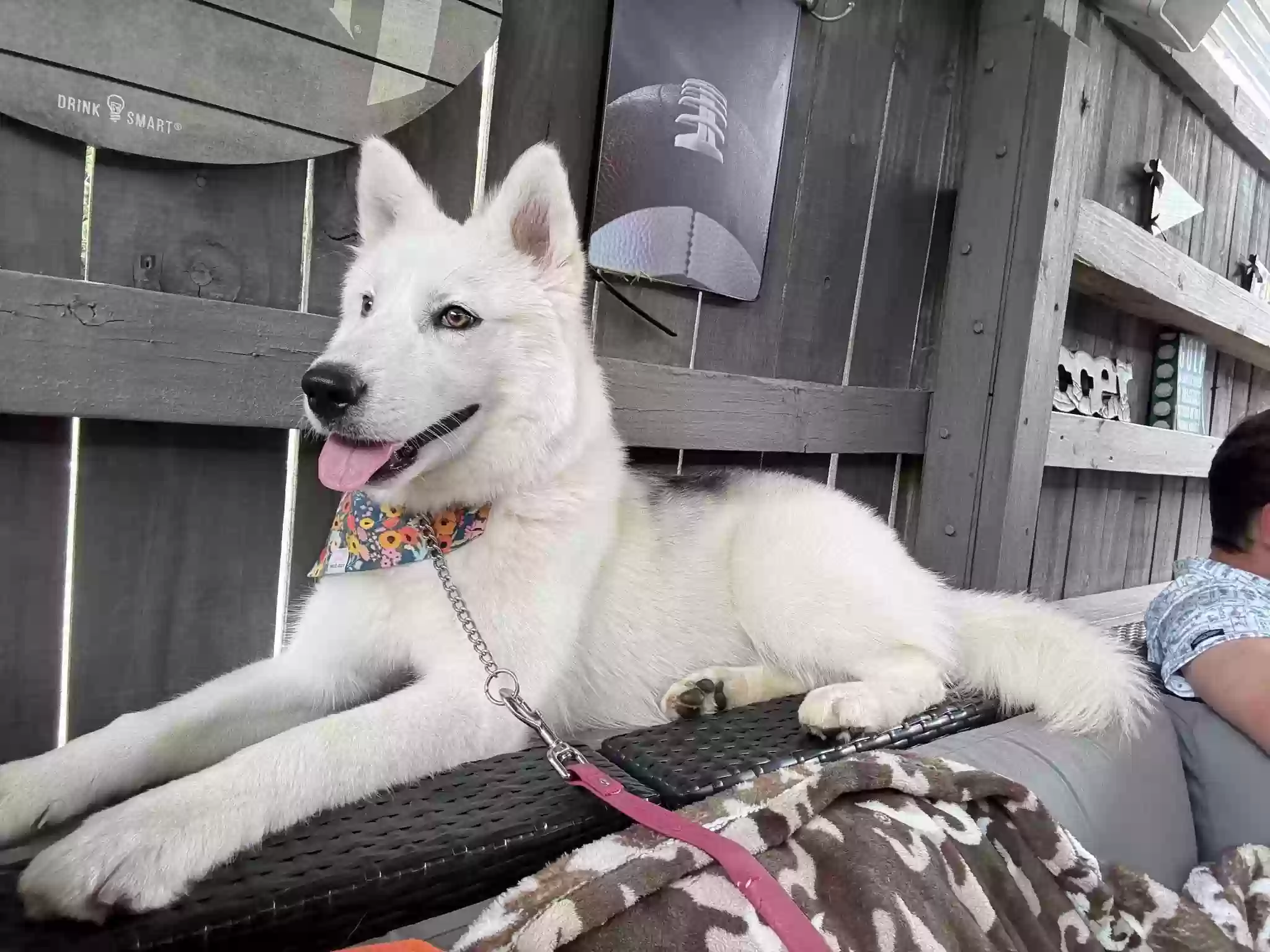 adoptable Dog in Greenville,SC named Rori