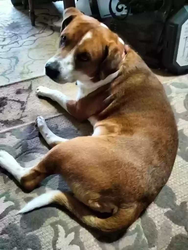 adoptable Dog in Irving,TX named Angus