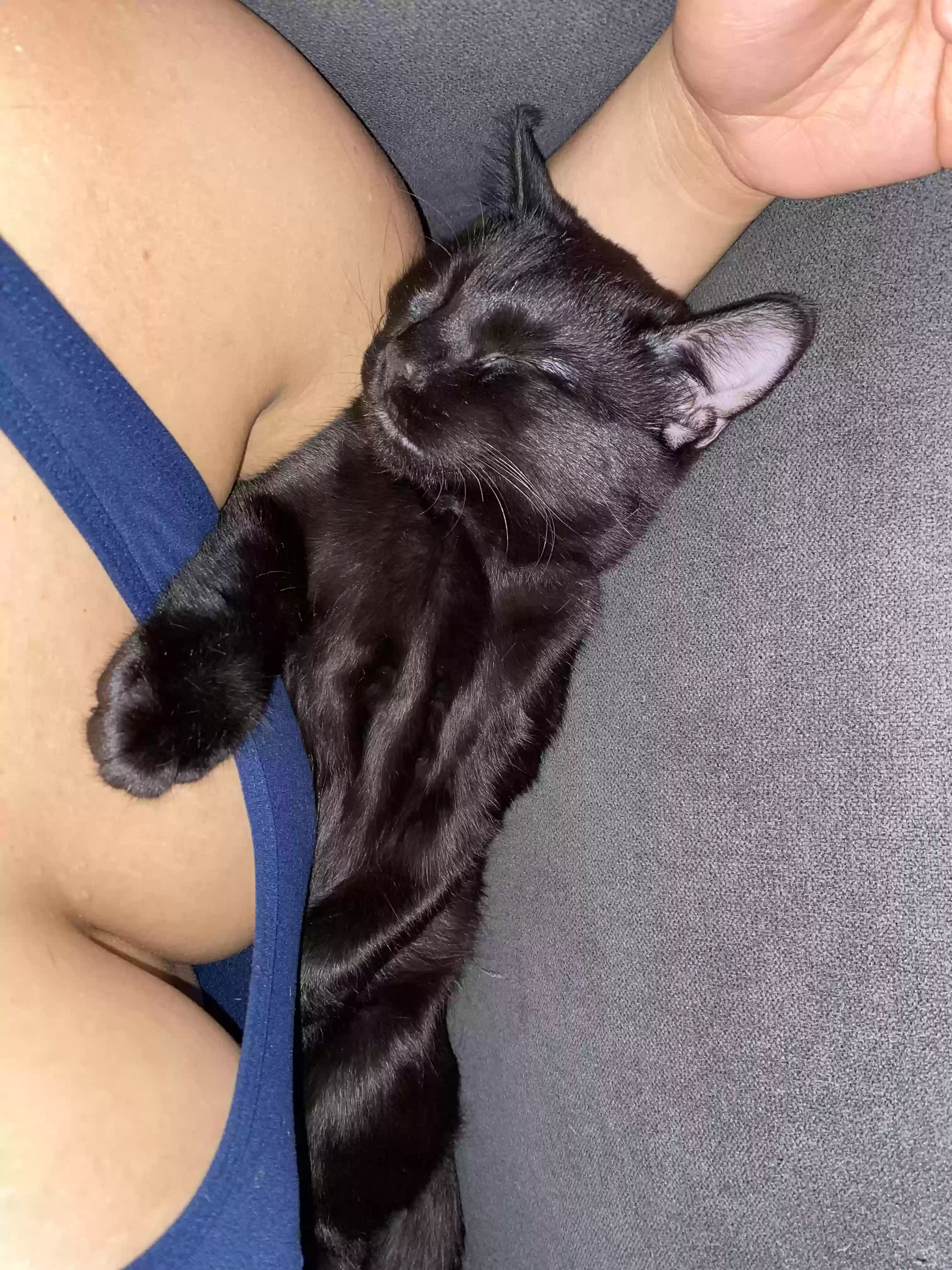 adoptable Cat in Brooklyn,NY named