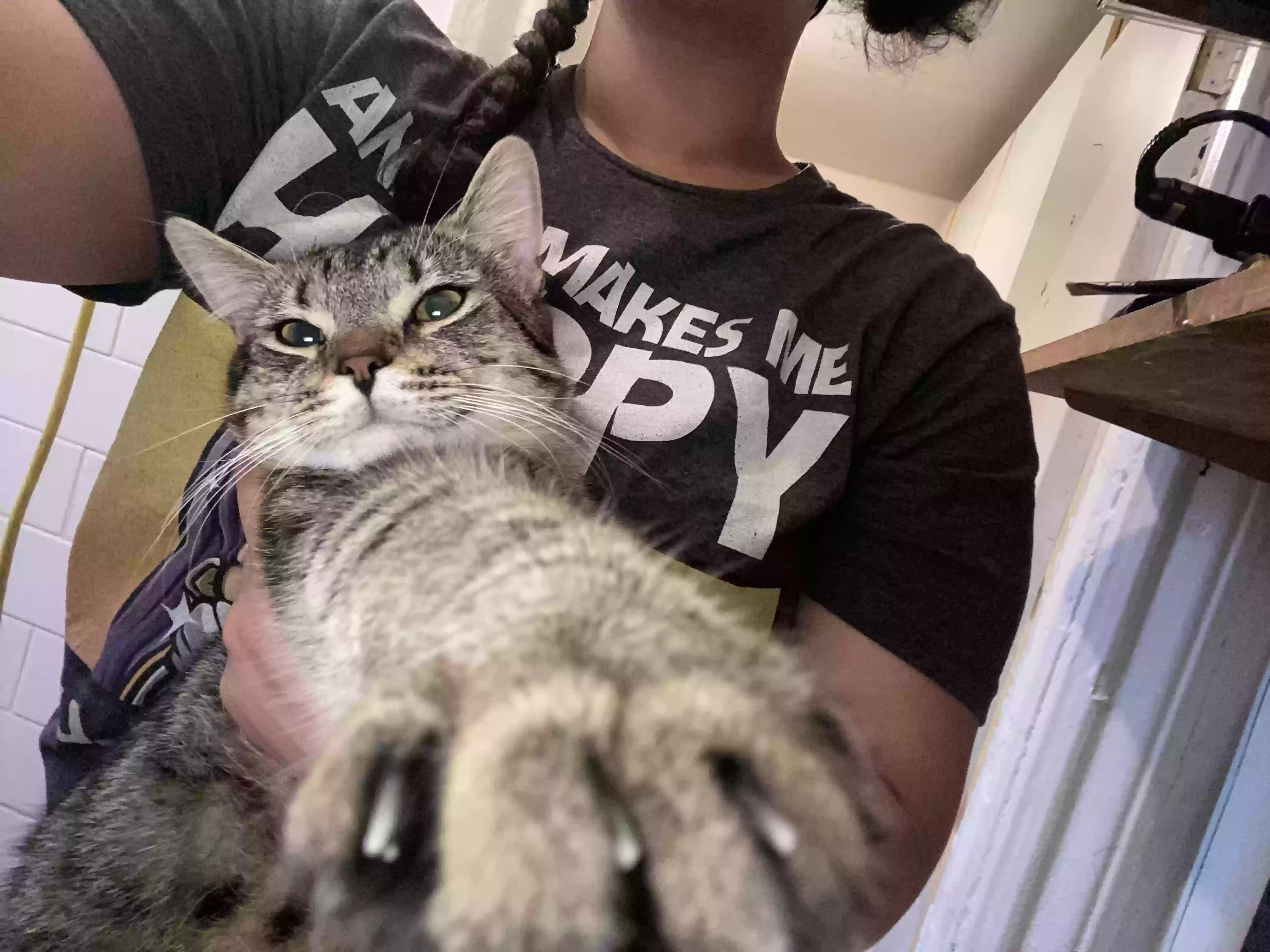adoptable Cat in Brooklyn,NY named Tres