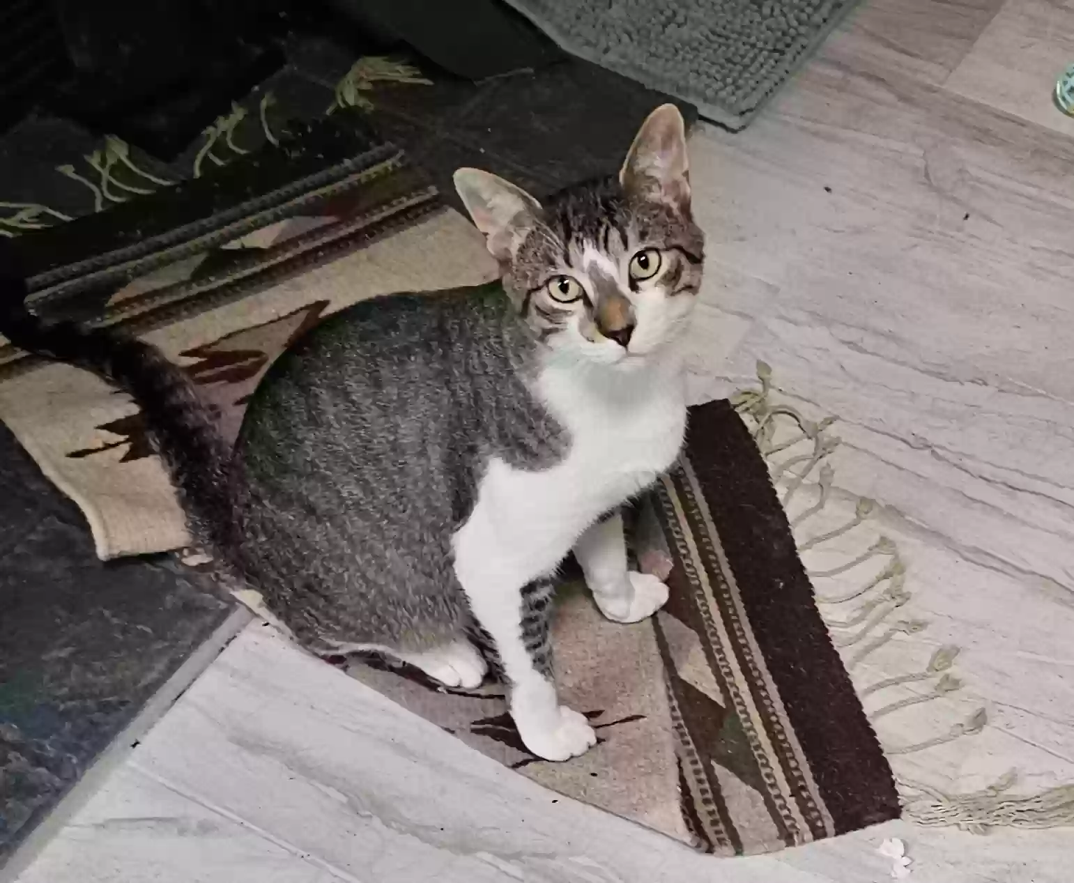 adoptable Cat in Spring,TX named Lover Boy