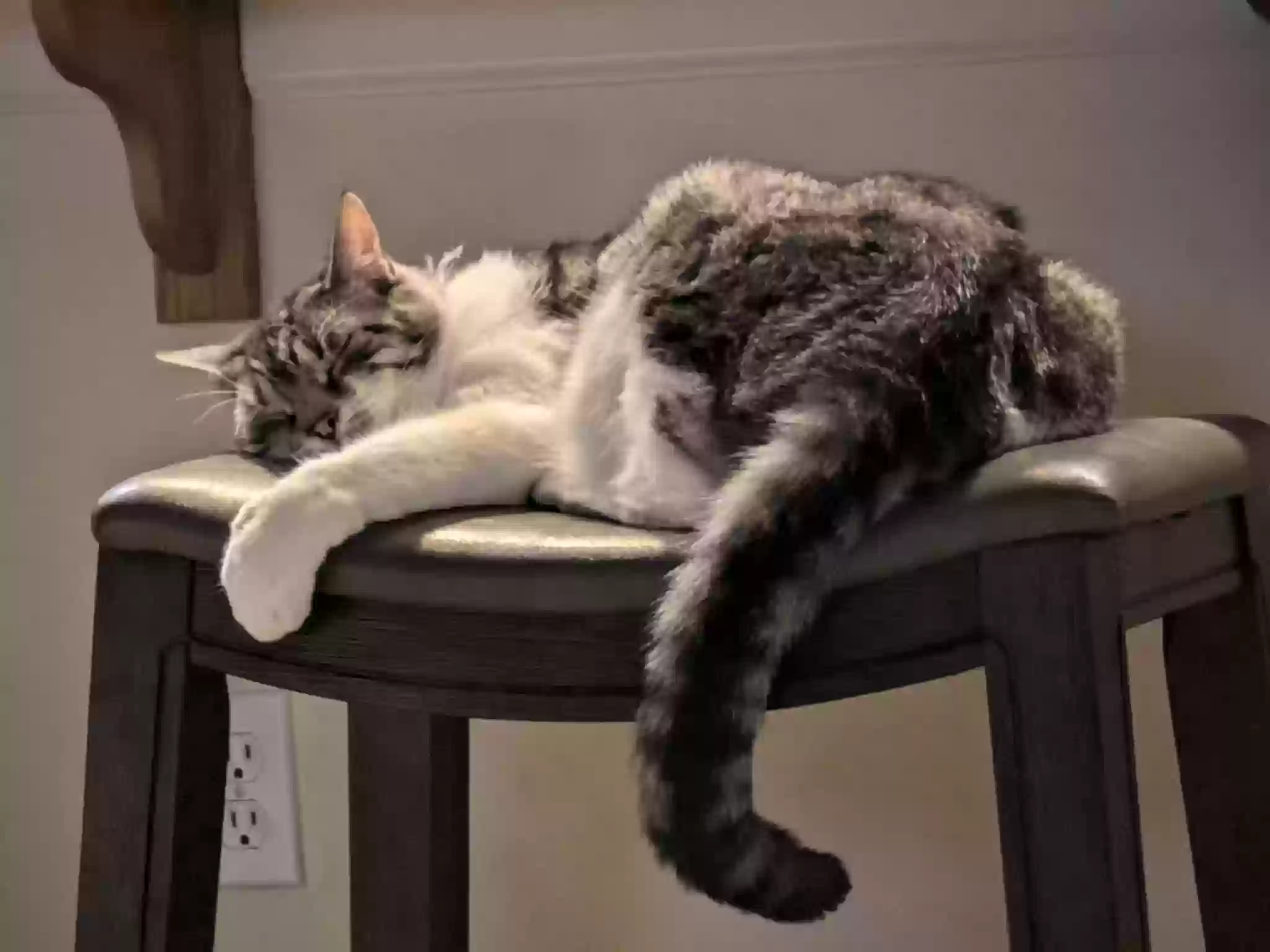 adoptable Cat in Oakdale,CA named Felix