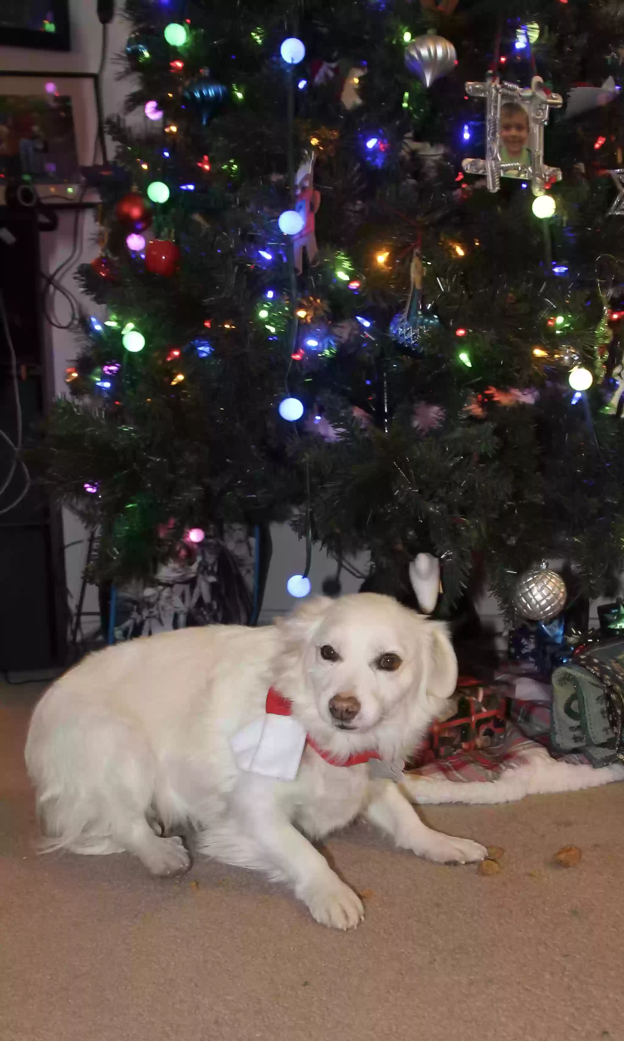 adoptable Dog in Prescott Valley,AZ named Jasper