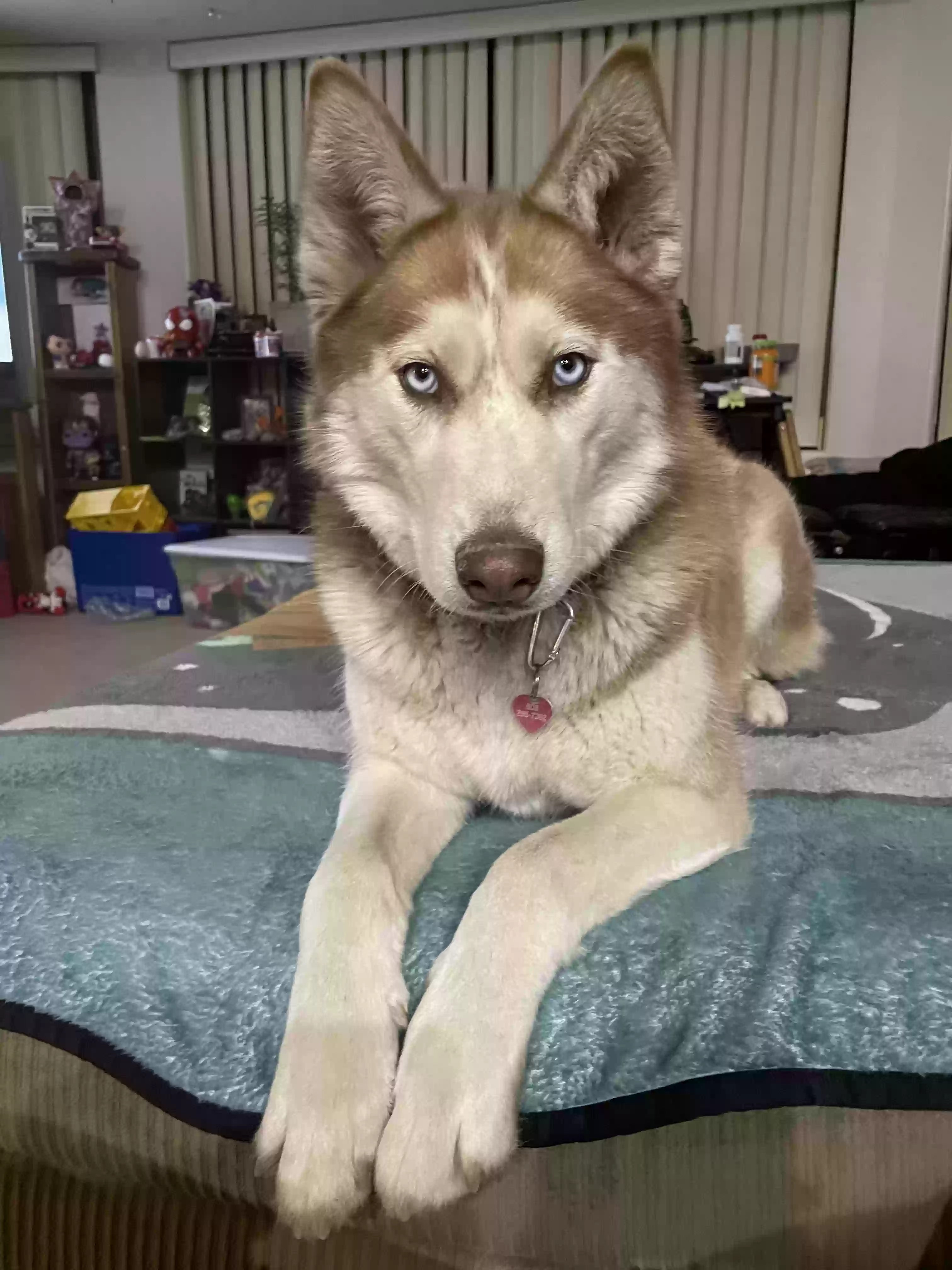adoptable Dog in Prescott Valley,AZ named Dinah