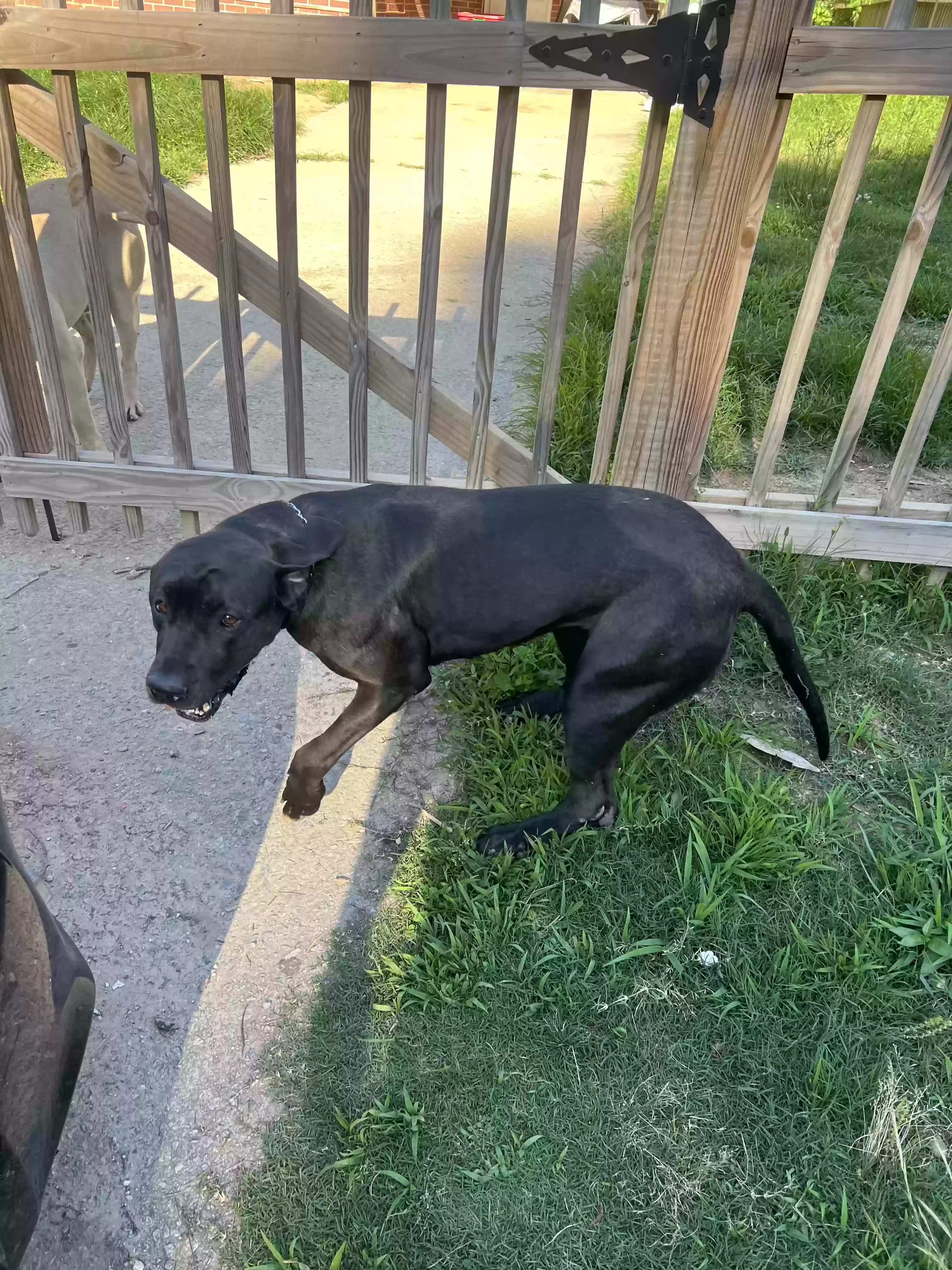 adoptable Dog in Atlanta,GA named Wiggly