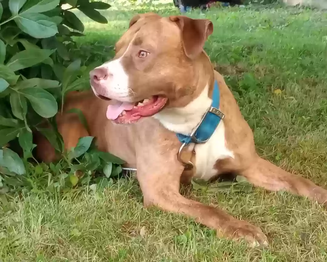 adoptable Dog in Pontiac,IL named Diesel James