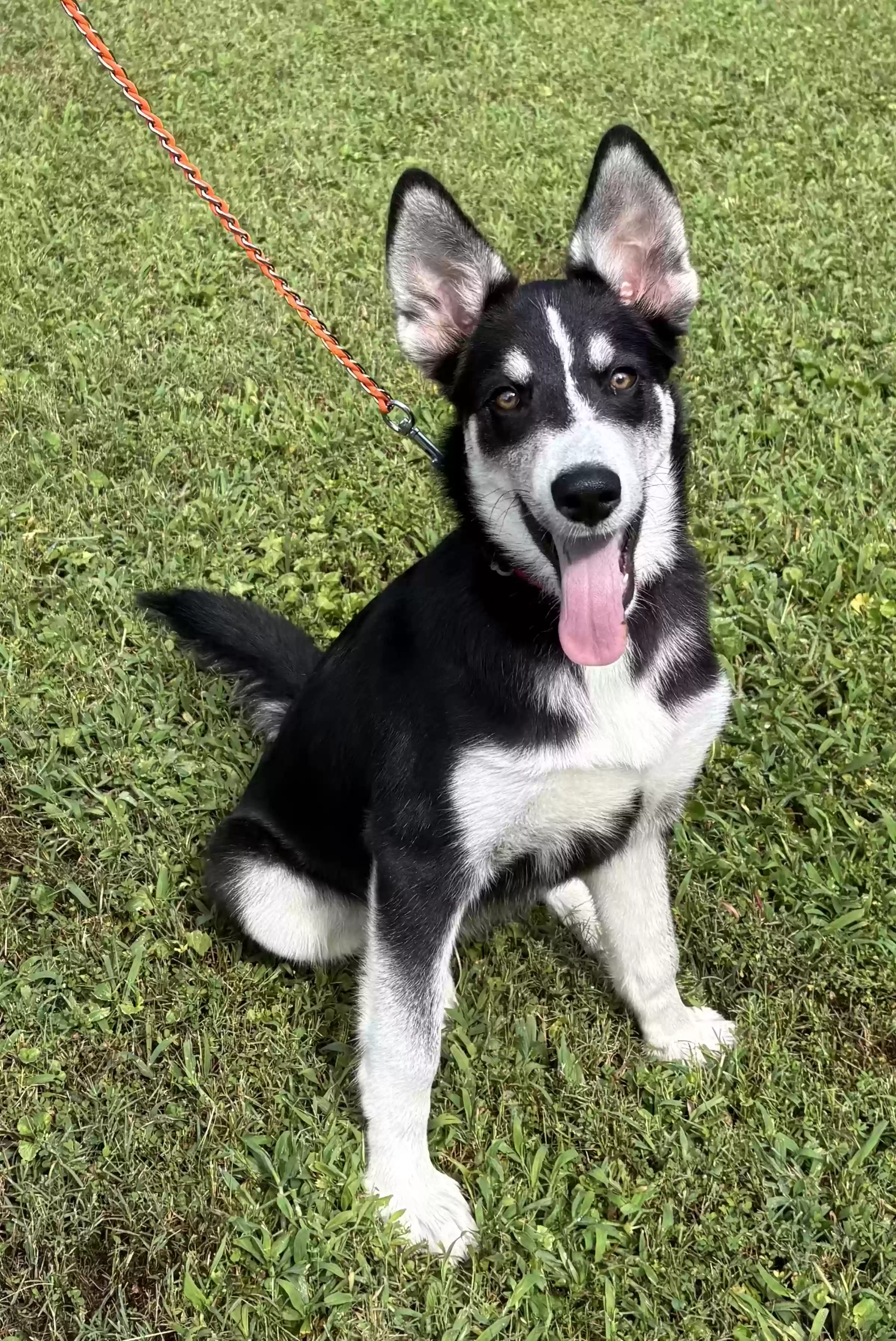 adoptable Dog in Powder Springs,GA named Zuko