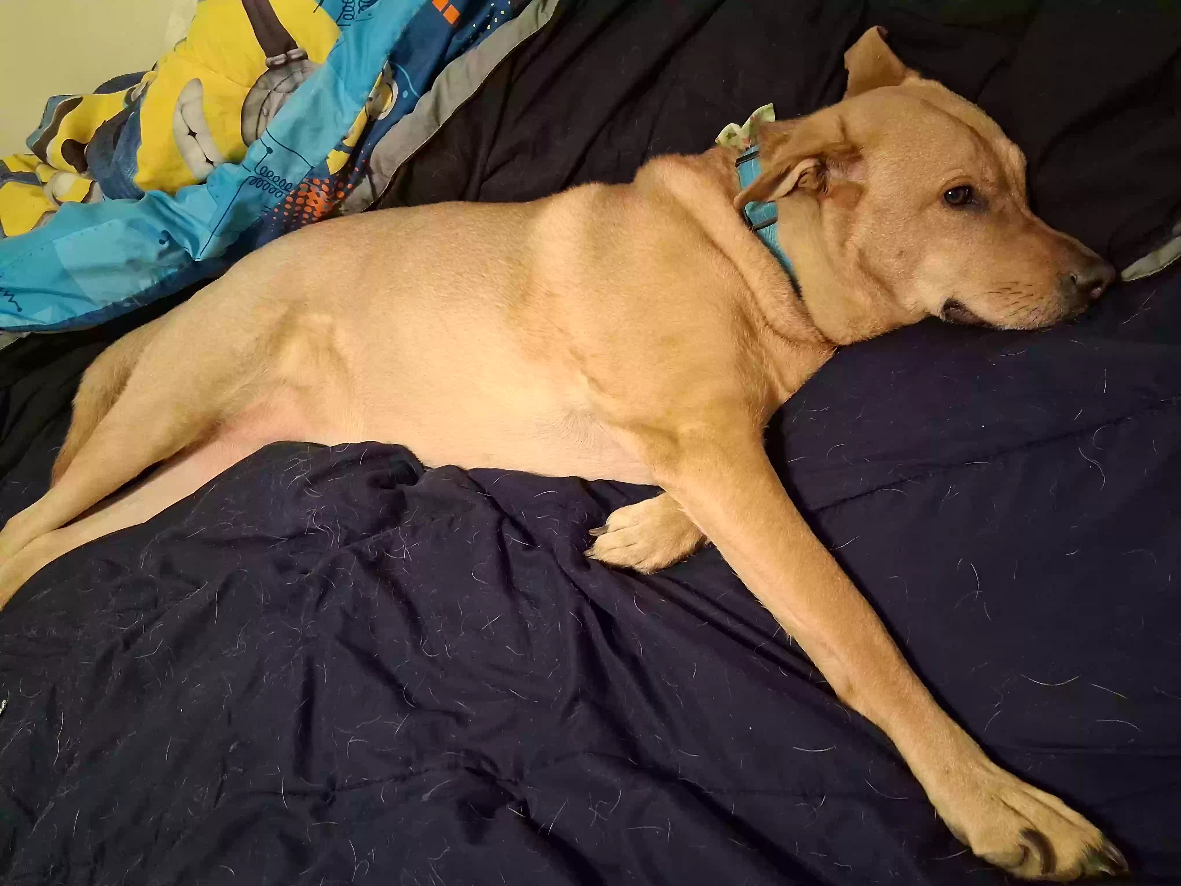 adoptable Dog in Des Moines,IA named Luna
