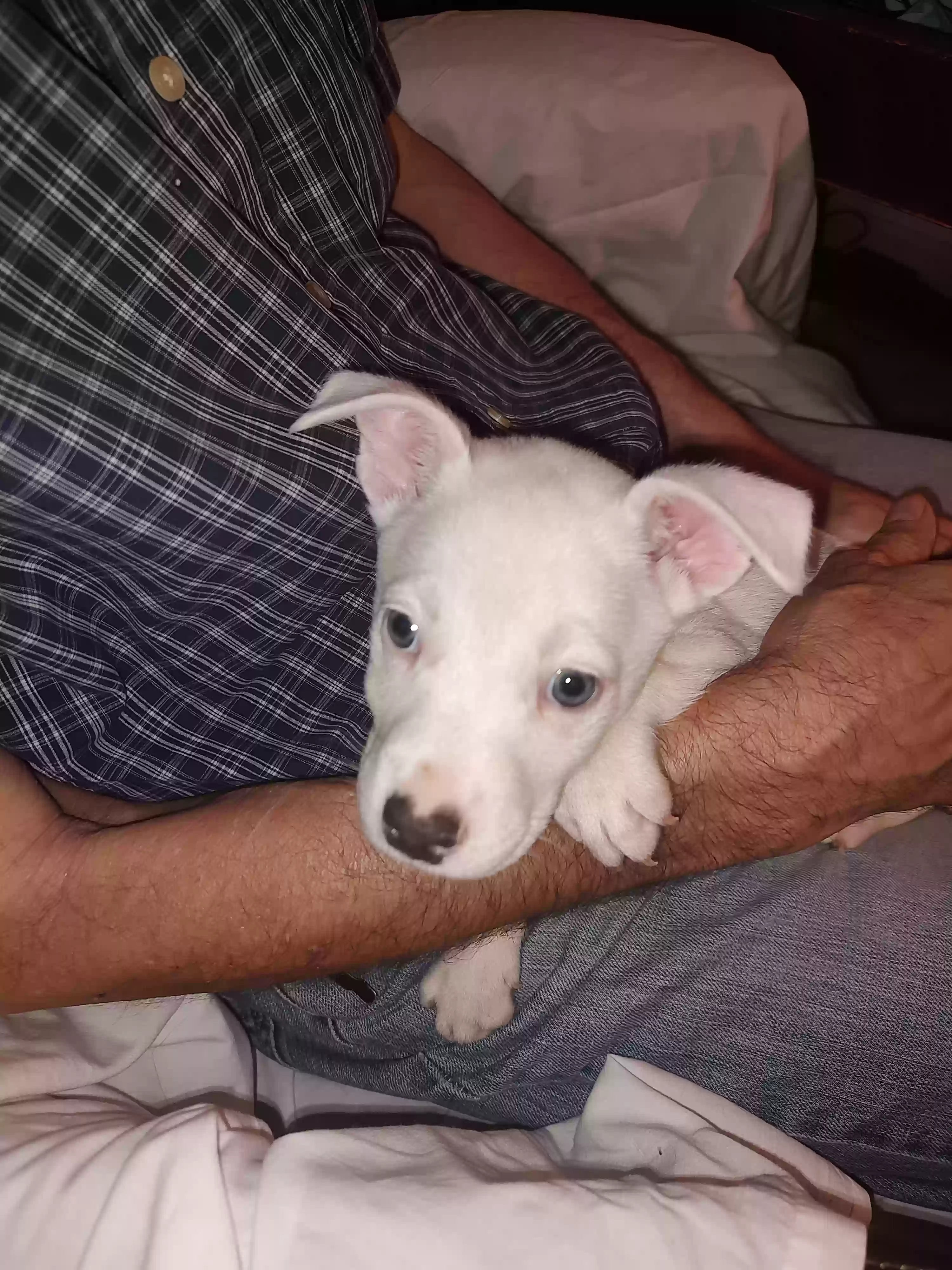 adoptable Dog in Kernersville,NC named Max