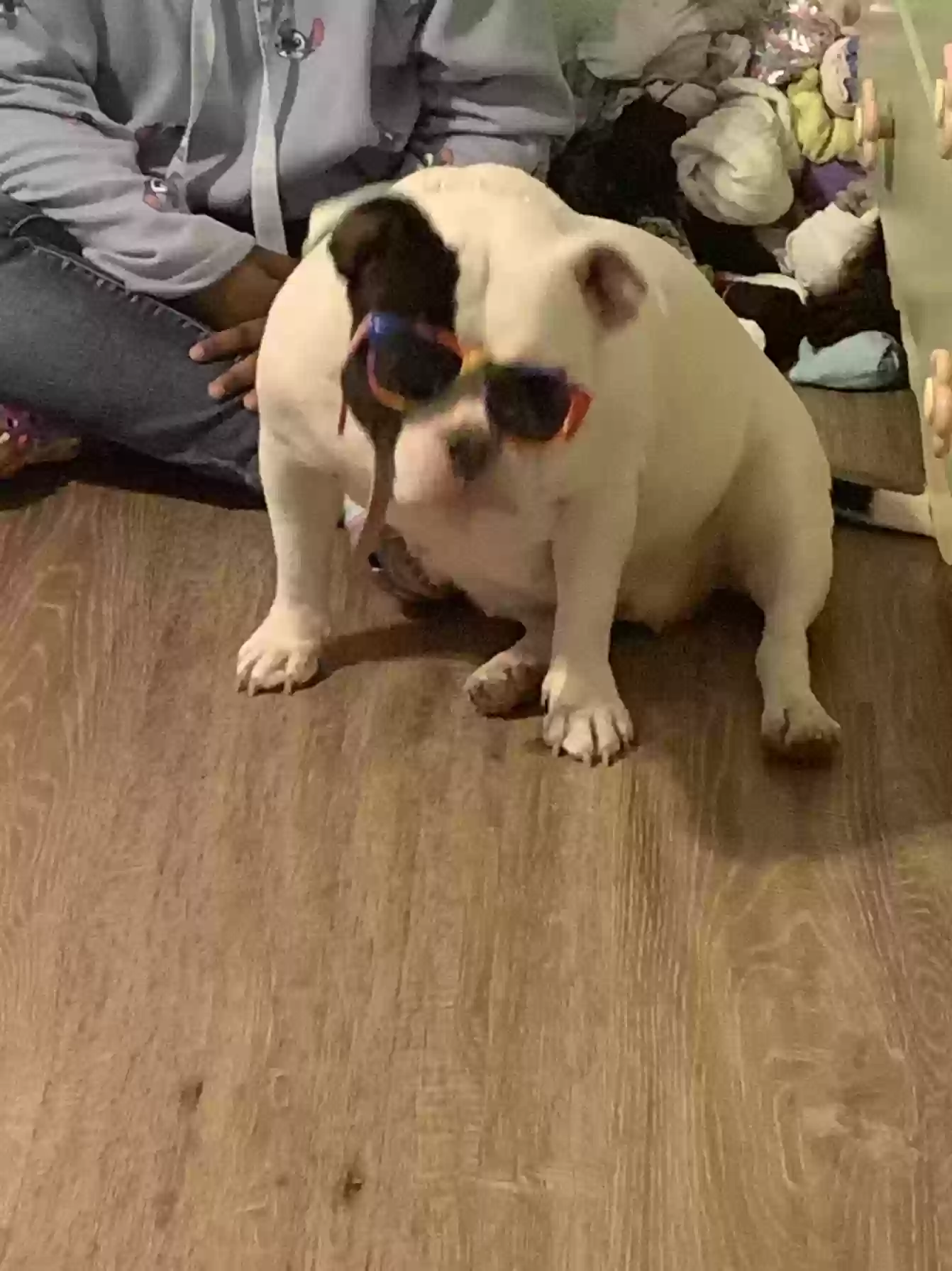 adoptable Dog in Thornton,CO named Cookie