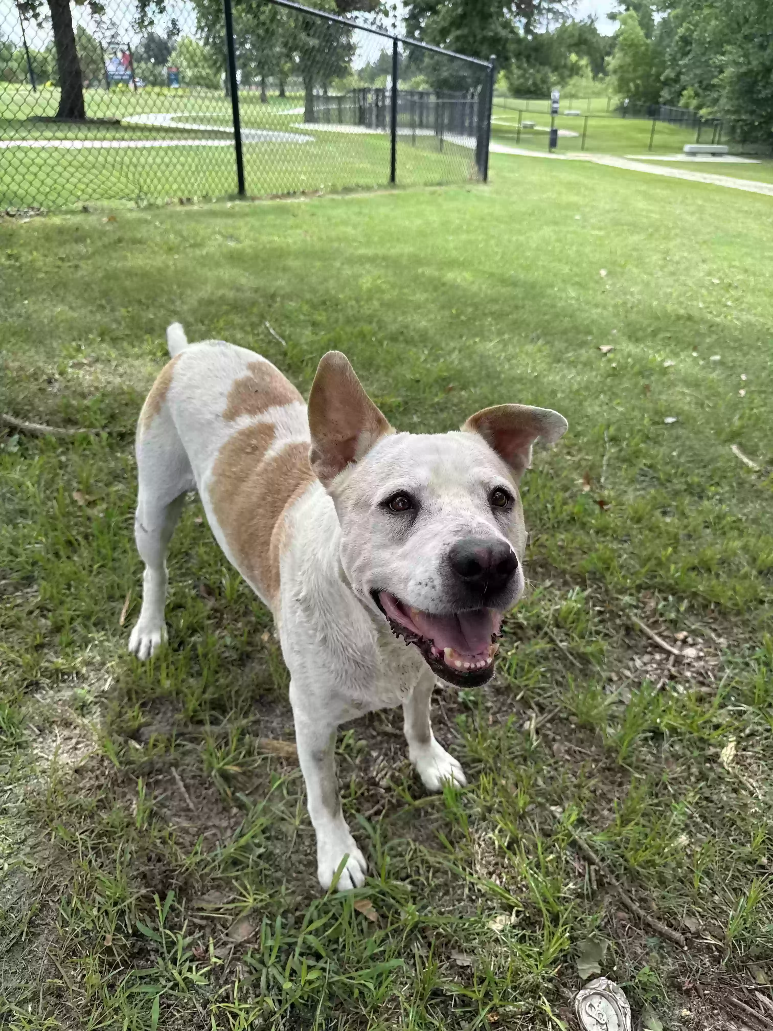 adoptable Dog in Magnolia,TX named Frank