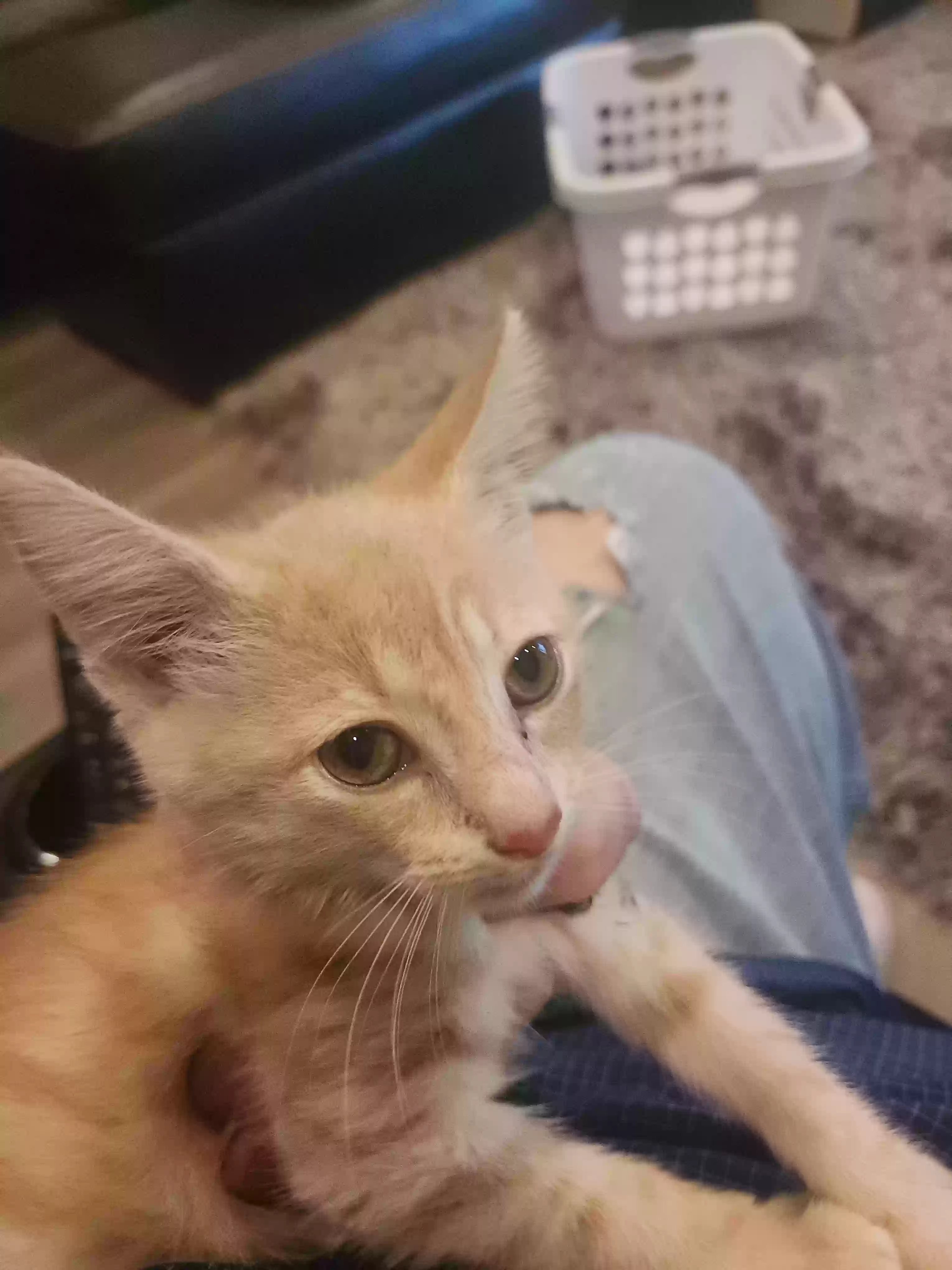 adoptable Cat in Little Rock,AR named Tiny