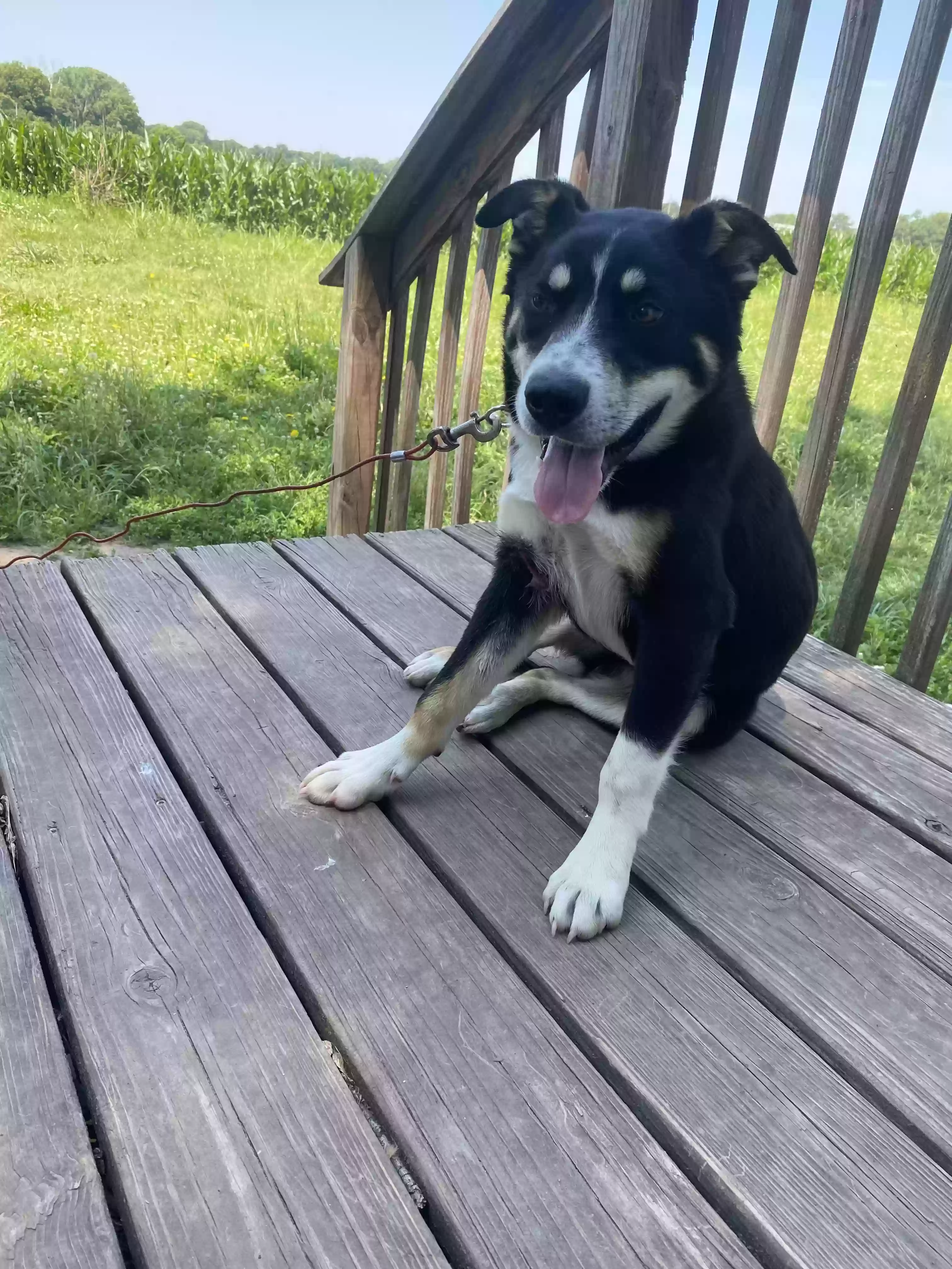 adoptable Dog in Saint Marys,KS named