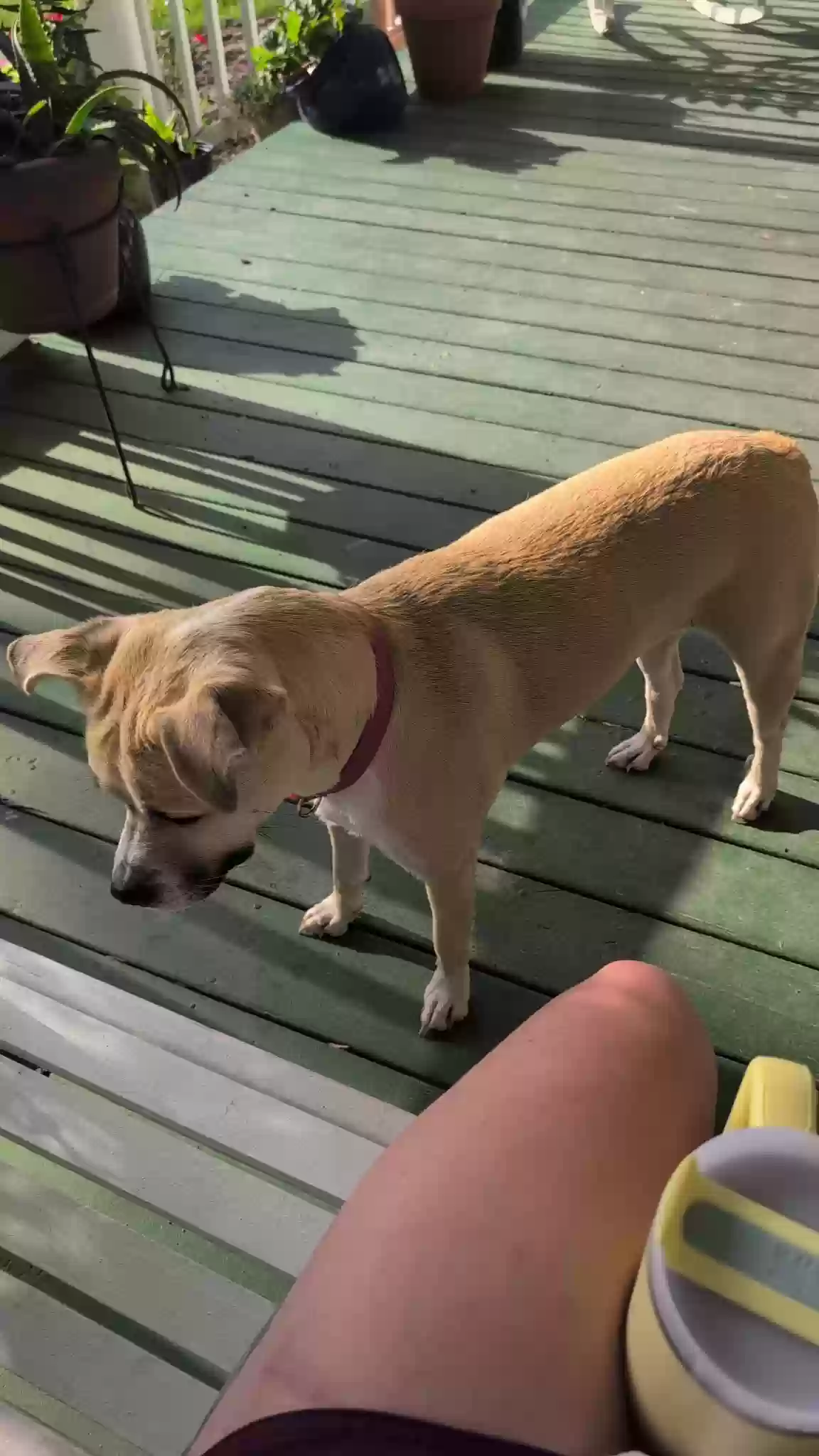 adoptable Dog in Decatur,GA named Millie
