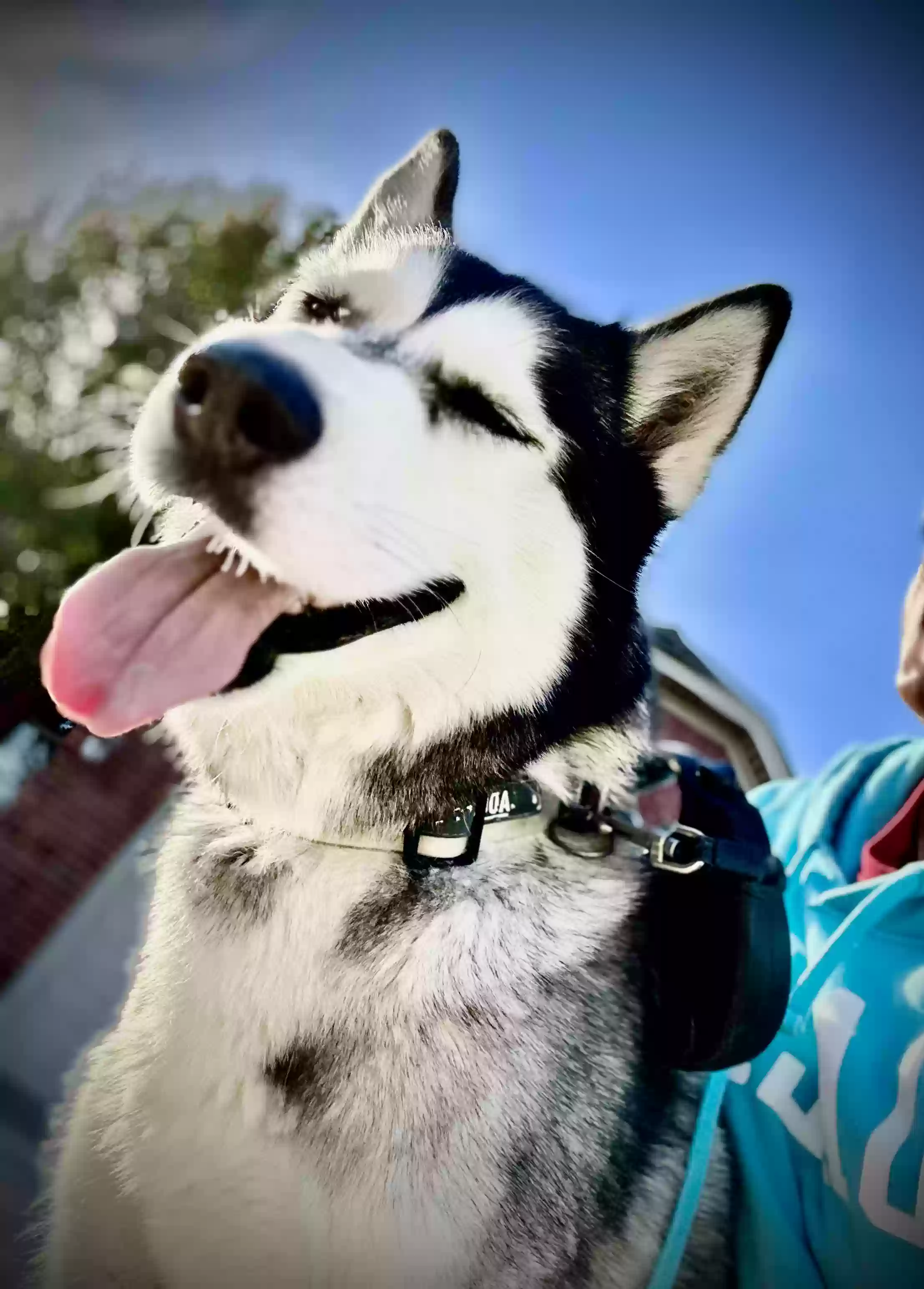 adoptable Dog in Maumelle,AR named Maverick