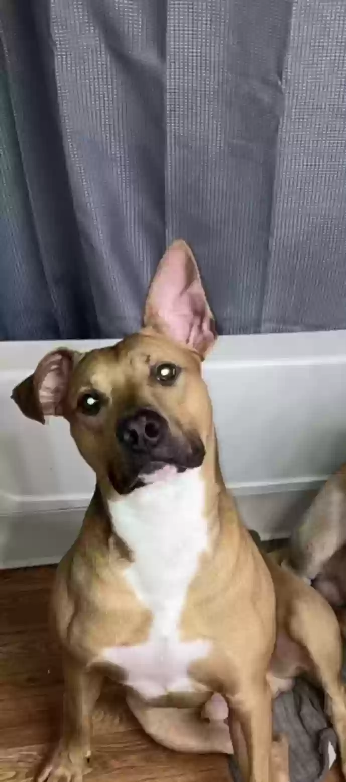 adoptable Dog in Midlothian,VA named Onyx