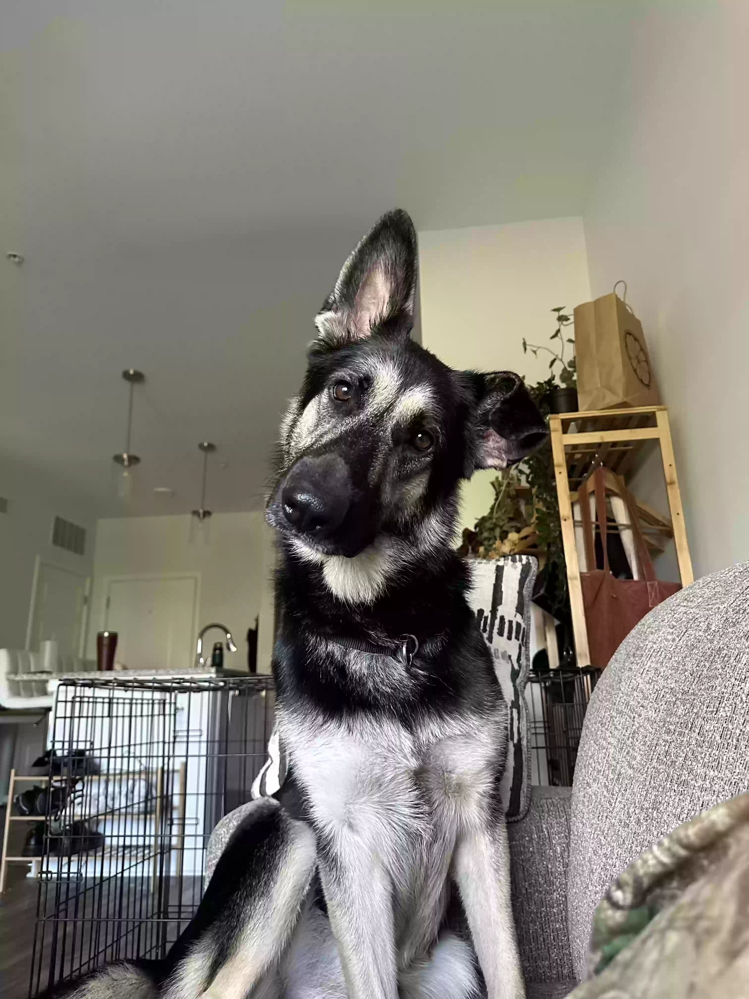 adoptable Dog in Cleveland,GA named Durango