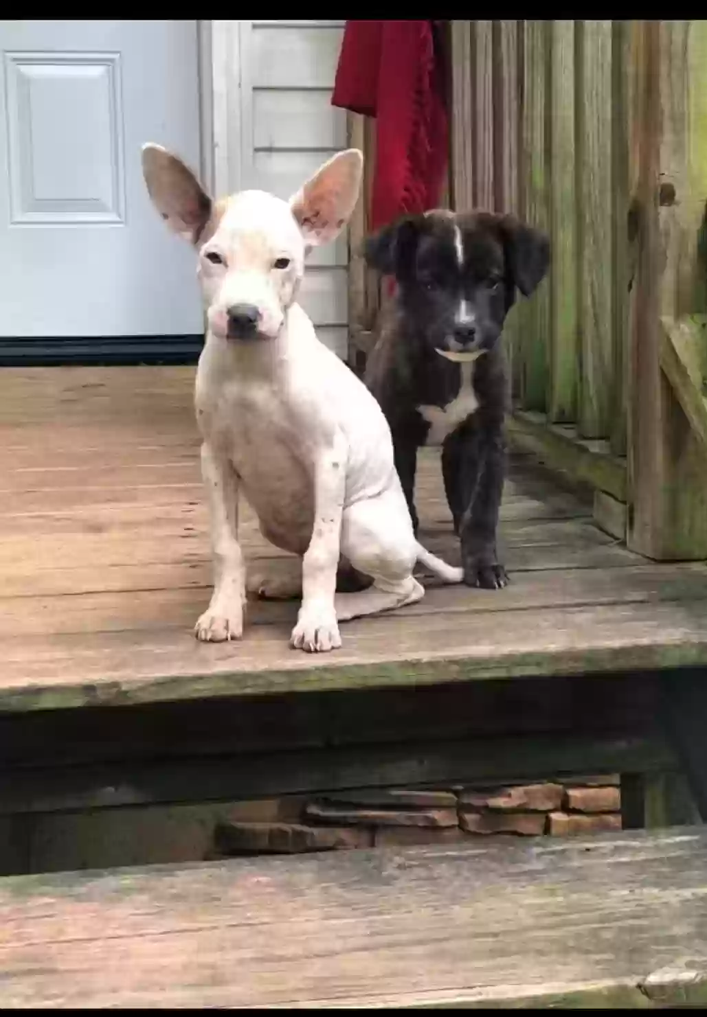 adoptable Dog in Rome,GA named Linnea