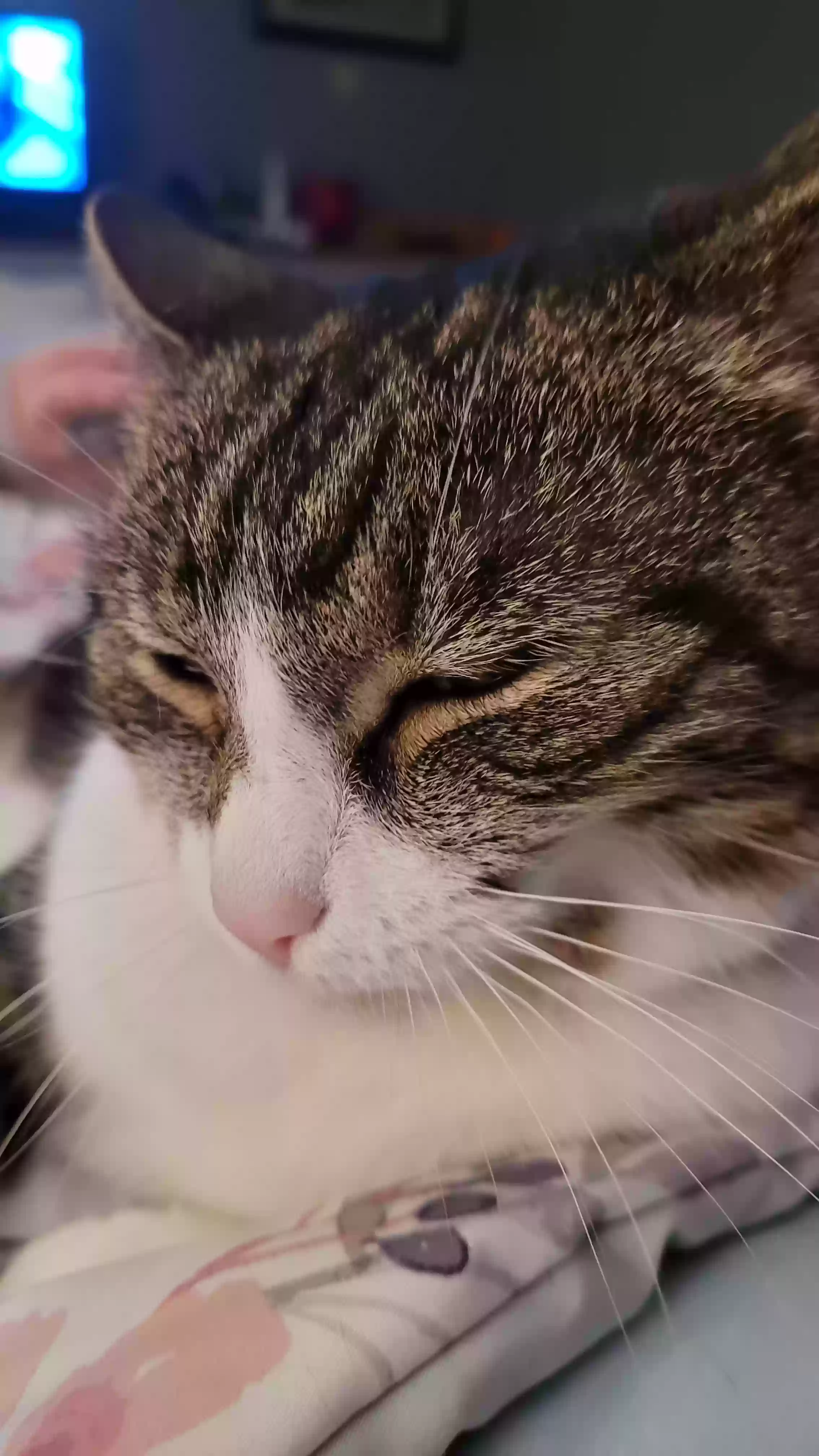 adoptable Cat in Granby,CT named Pip