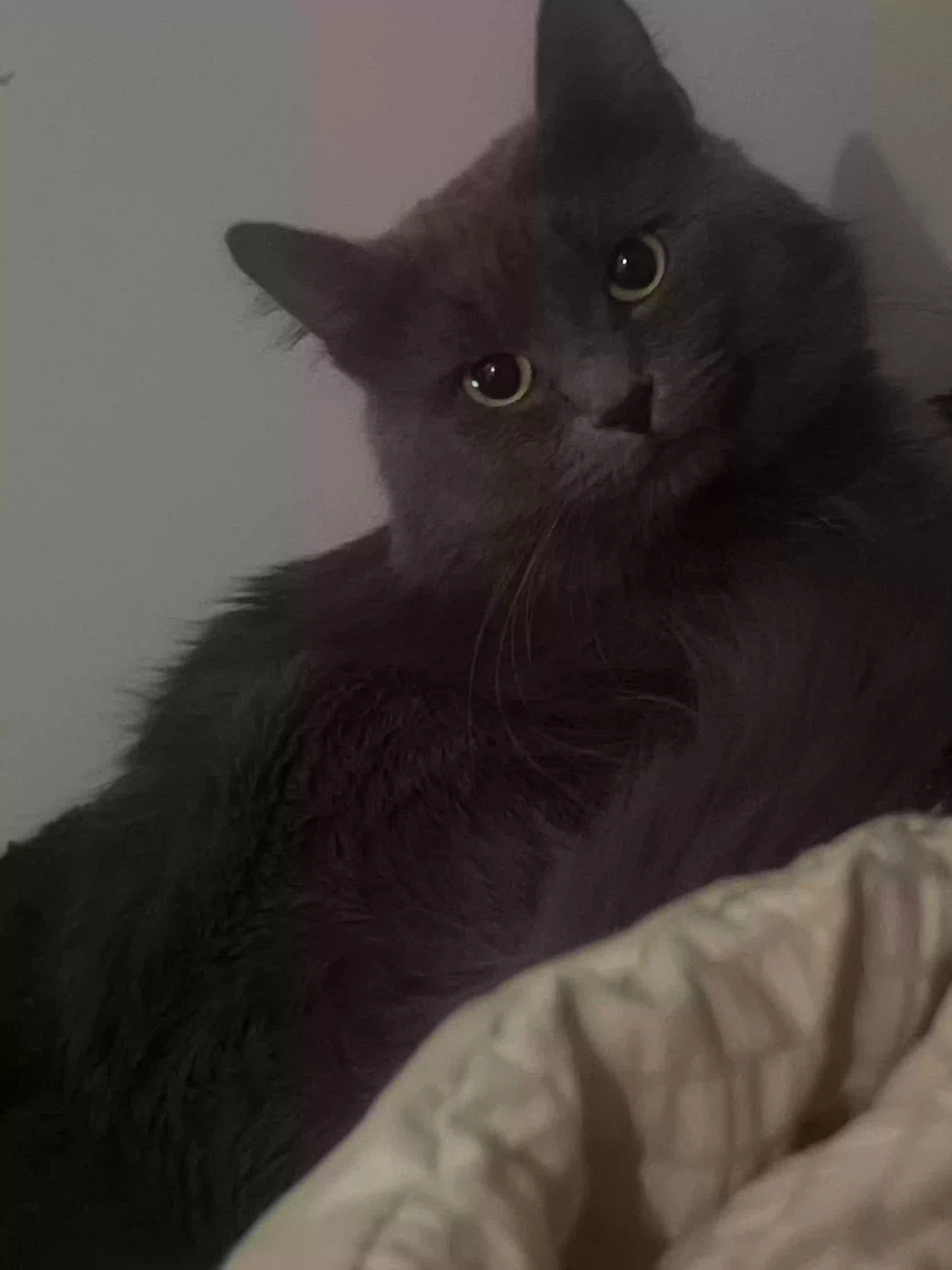 adoptable Cat in Stonewall,MS named Webber