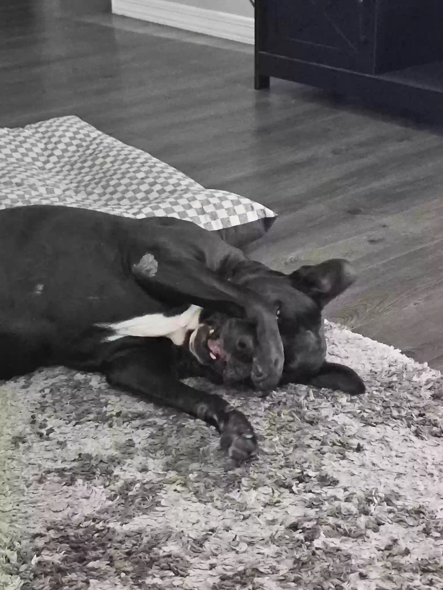 adoptable Dog in Goodyear,AZ named Jasmine