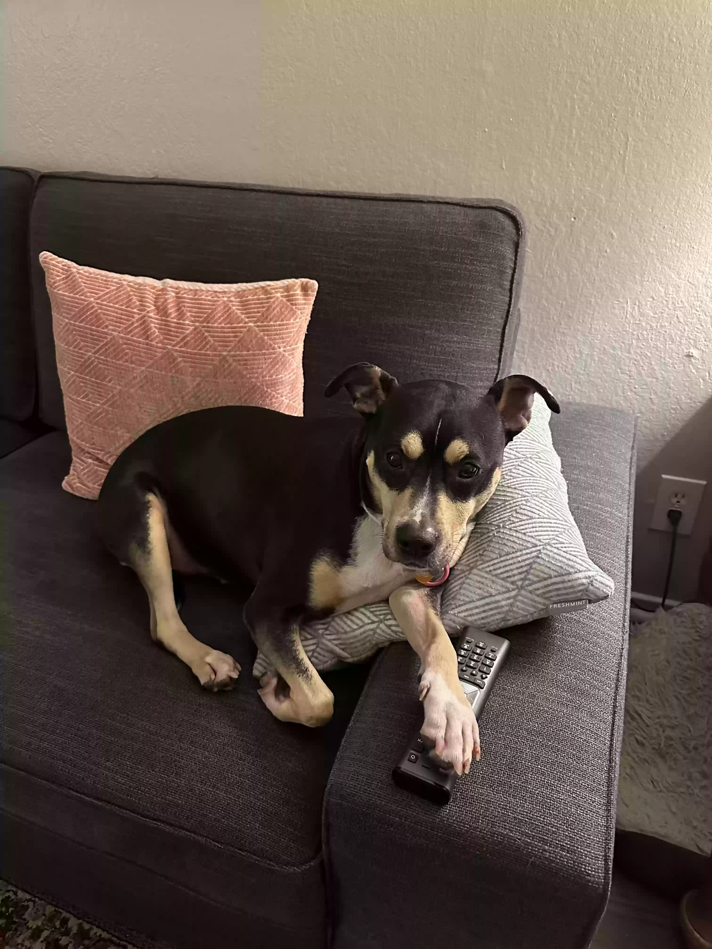 adoptable Dog in Mountain View,CA named 