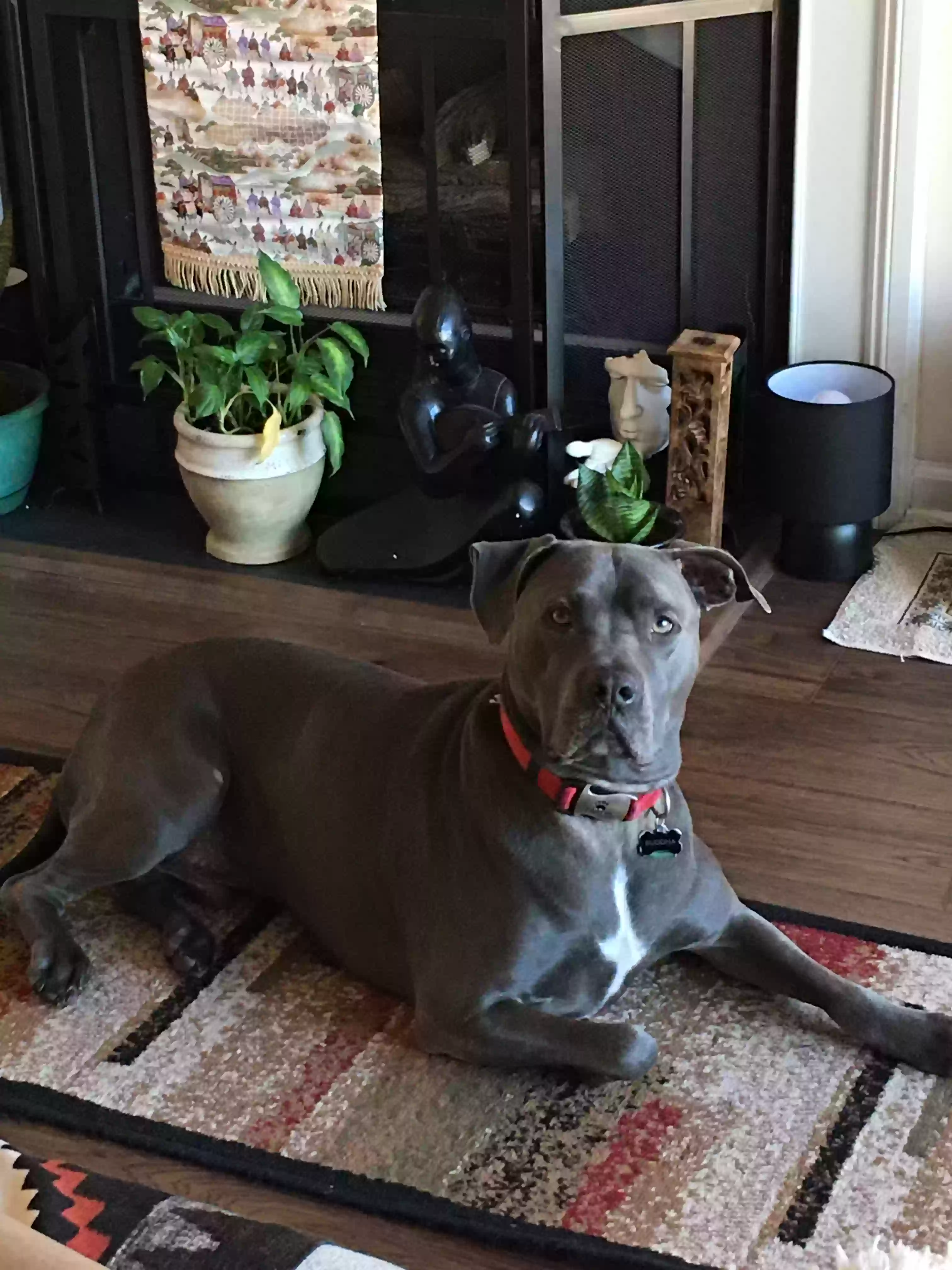 adoptable Dog in Creedmoor,NC named Buddha