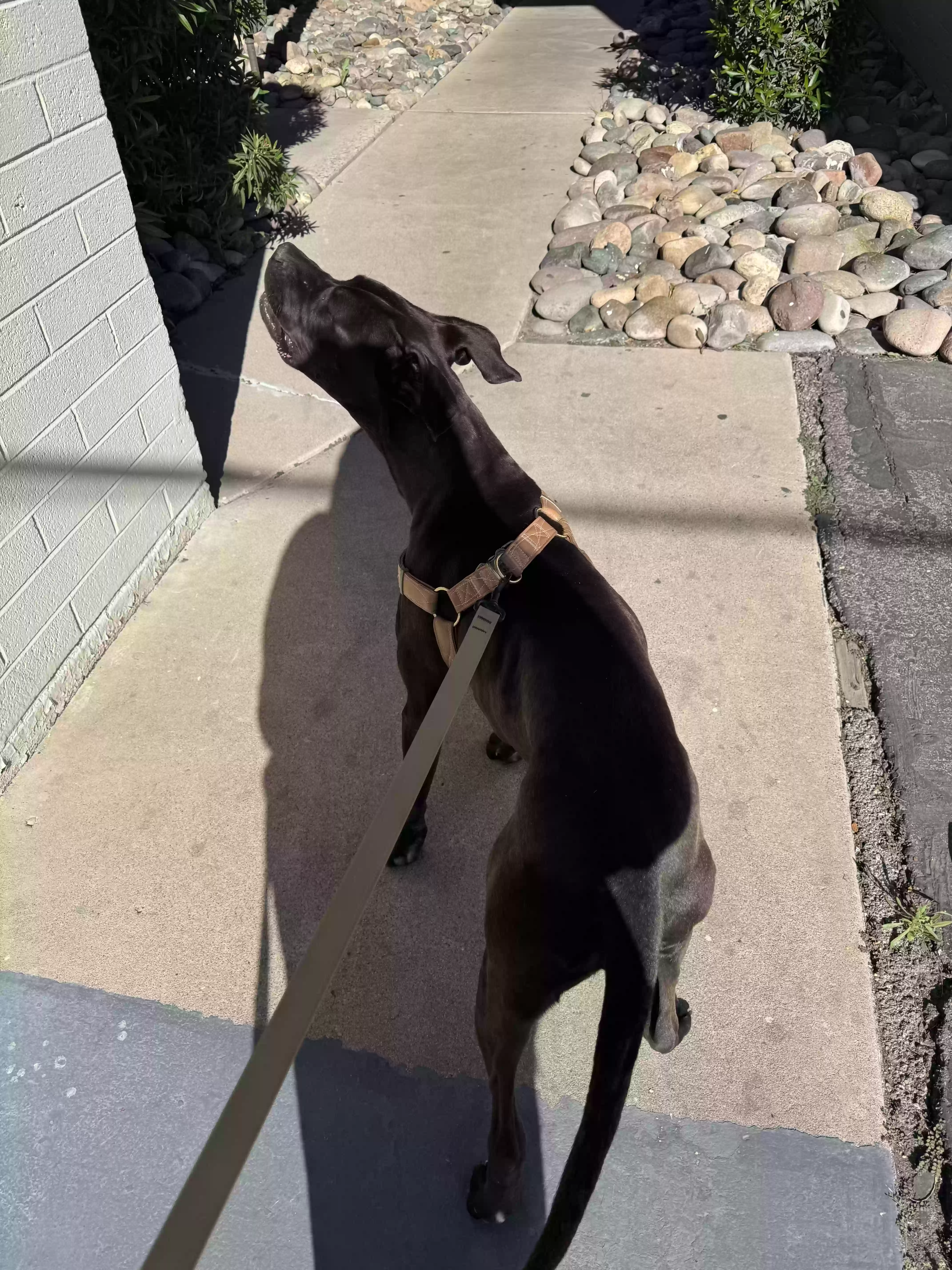 adoptable Dog in Phoenix,AZ named Lottie