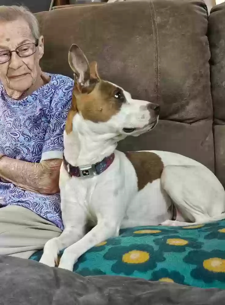 adoptable Dog in Montevallo,AL named Callie
