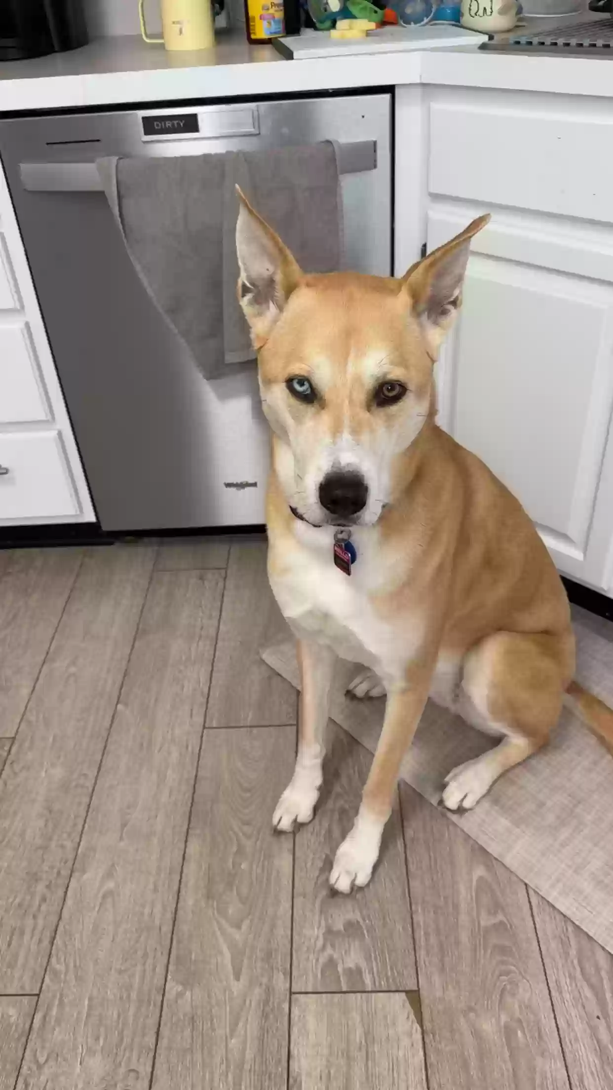 adoptable Dog in Greenfield,IN named Sunny