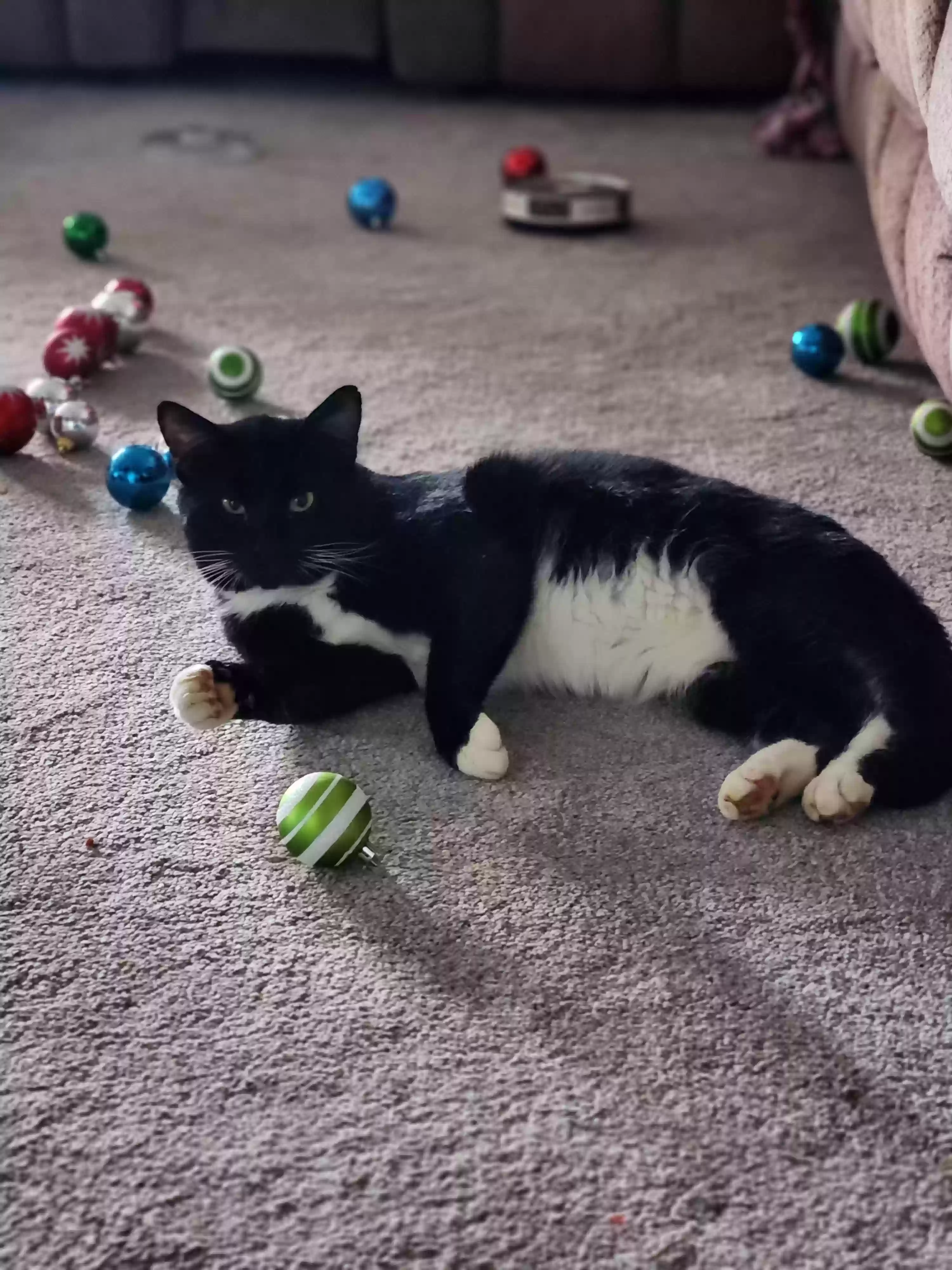 adoptable Cat in Lula,GA named Pete