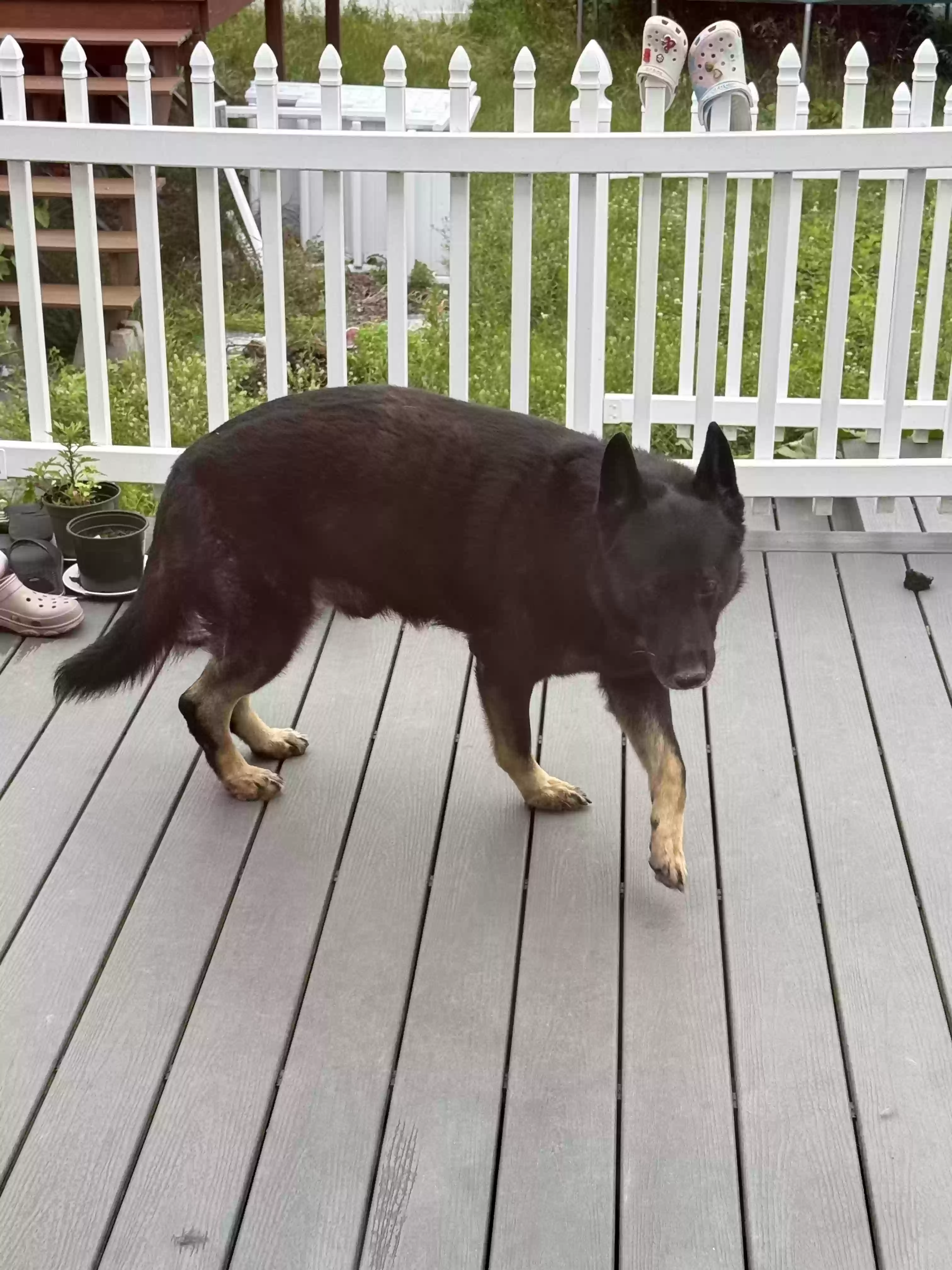 adoptable Dog in Bellmore,NY named Dc
