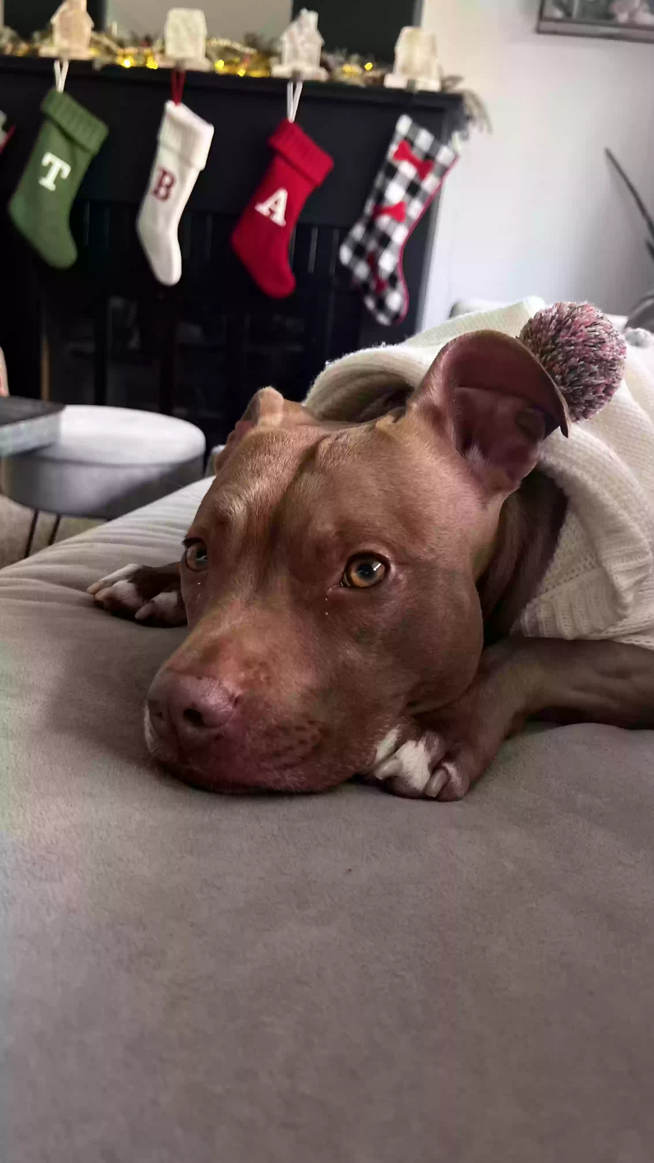 adoptable Dog in Kalamazoo,MI named Miley
