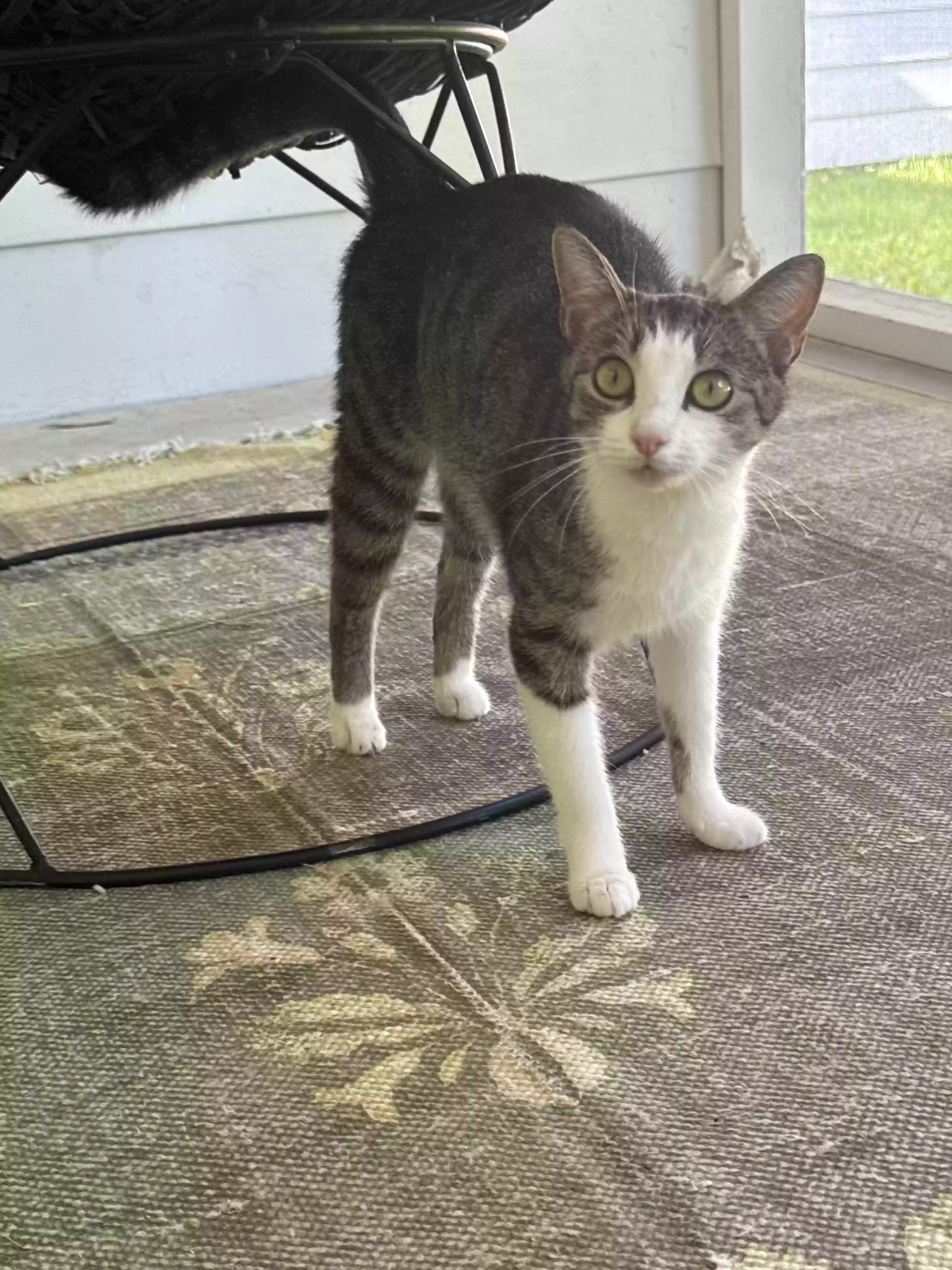 adoptable Cat in Durham,NC named Sweetheart