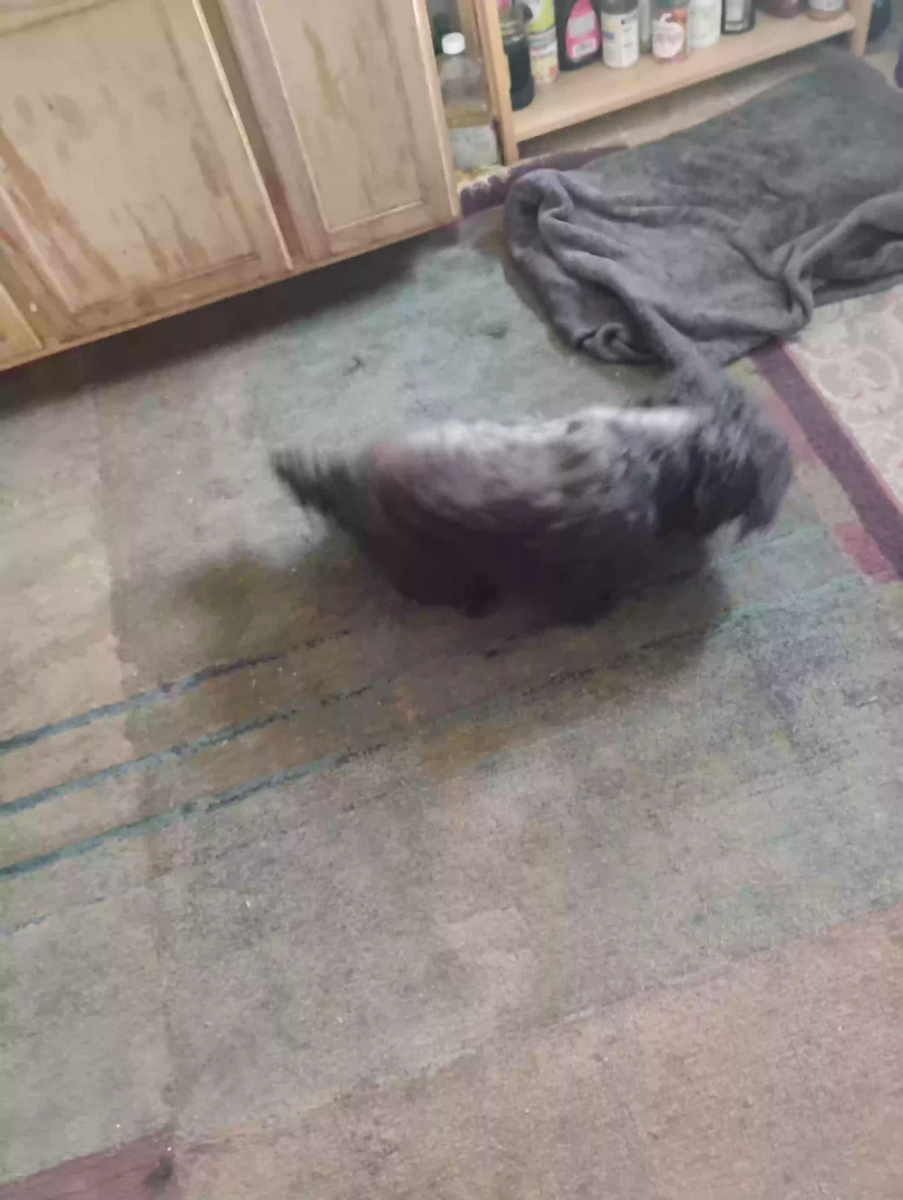 adoptable Dog in Wheat Ridge,CO named Tango