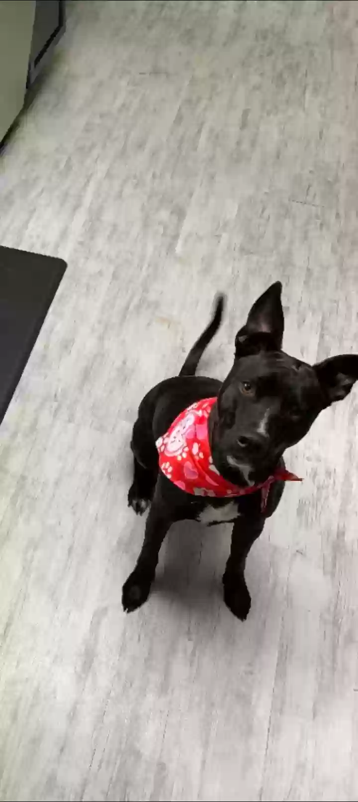 adoptable Dog in Tacoma,WA named Charlotte