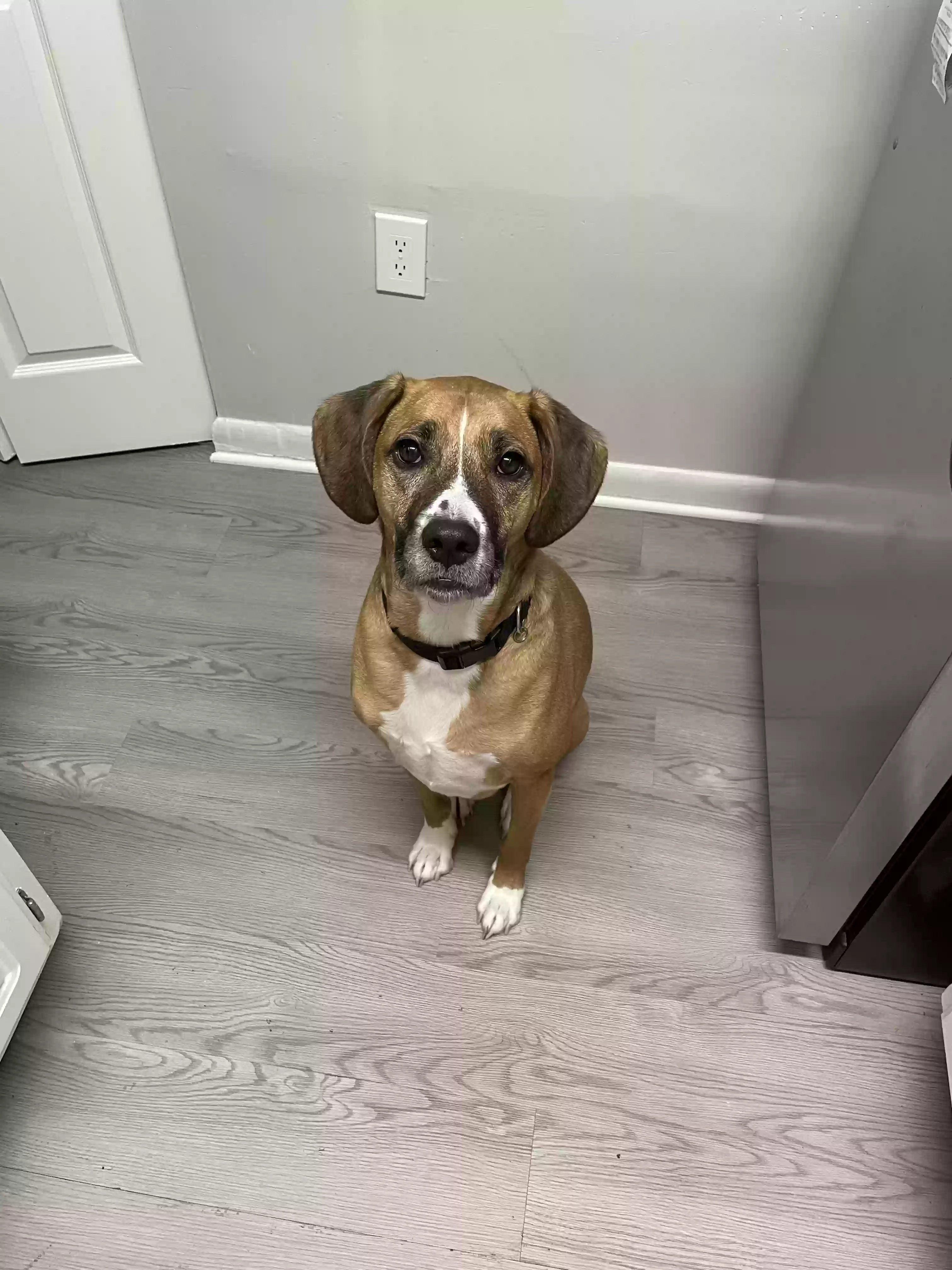 adoptable Dog in Henrico,VA named Chewey