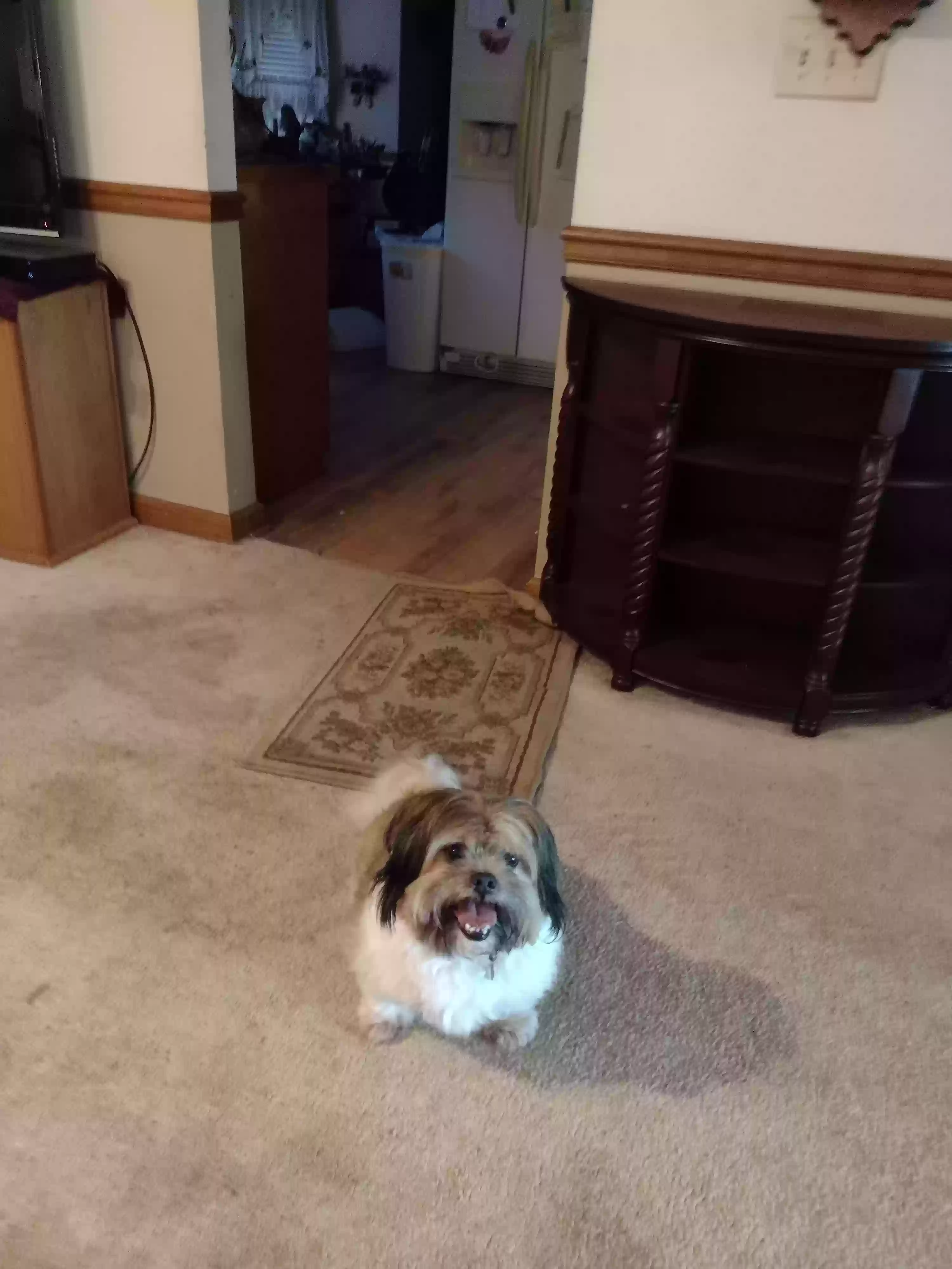 adoptable Dog in Covington,GA named Toby