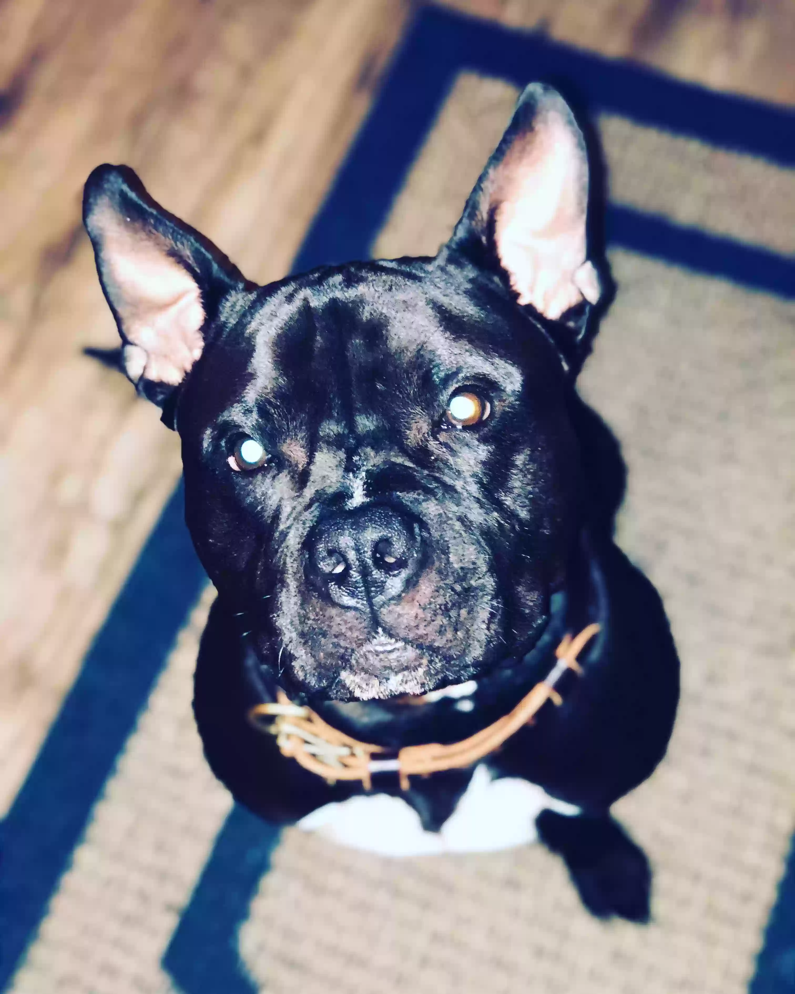 adoptable Dog in Jacksonville,FL named Staxx