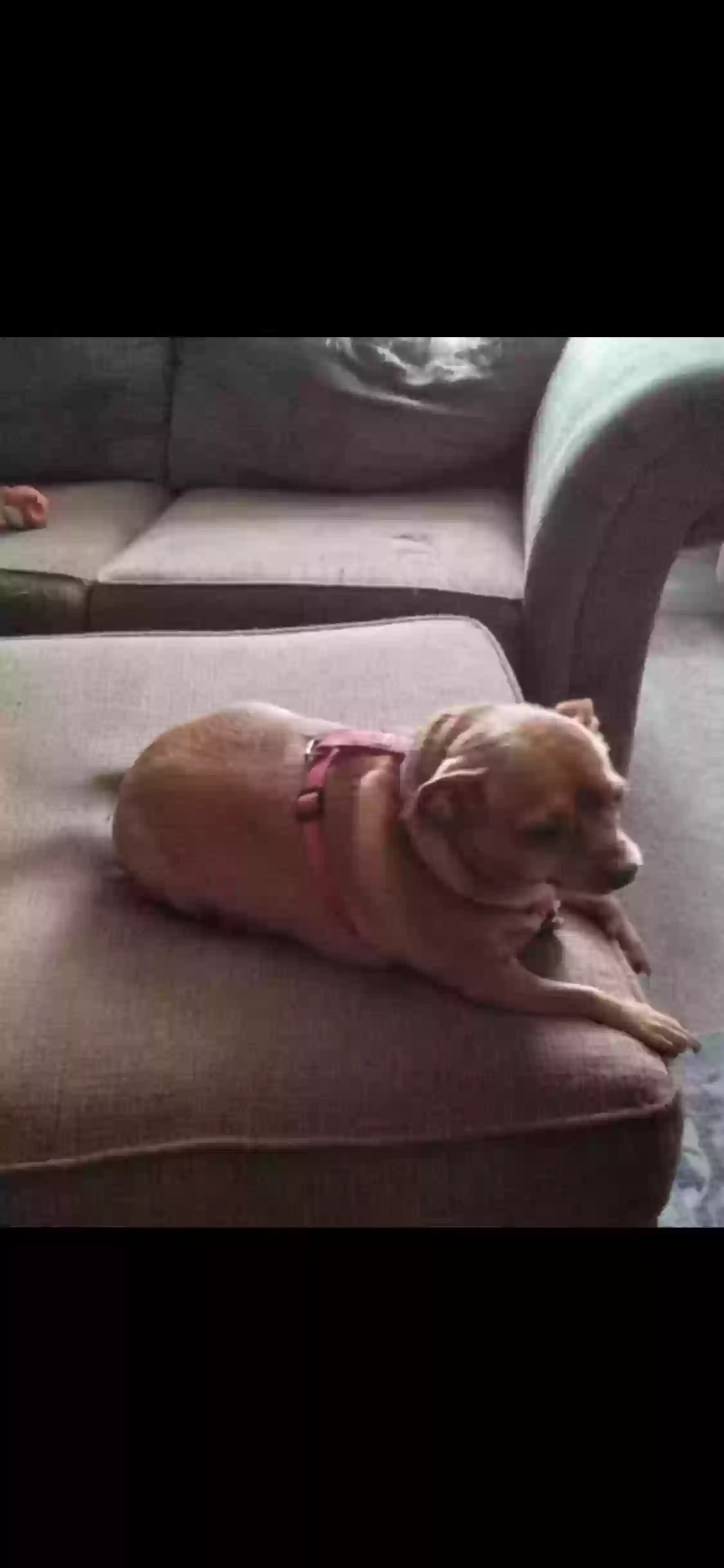 adoptable Dog in West Plains,MO named Rusty
