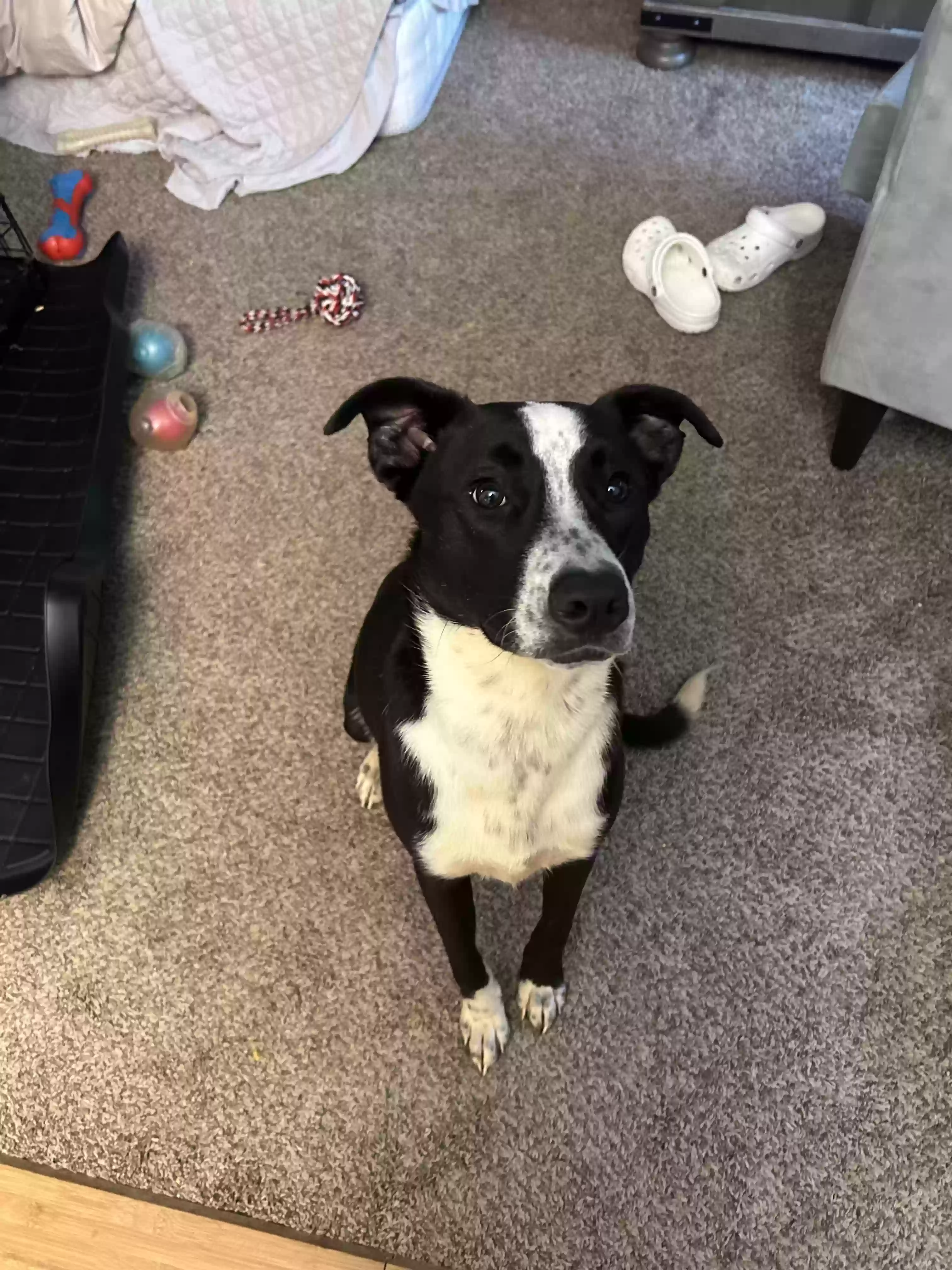 adoptable Dog in Kansas City,MO named Rocky