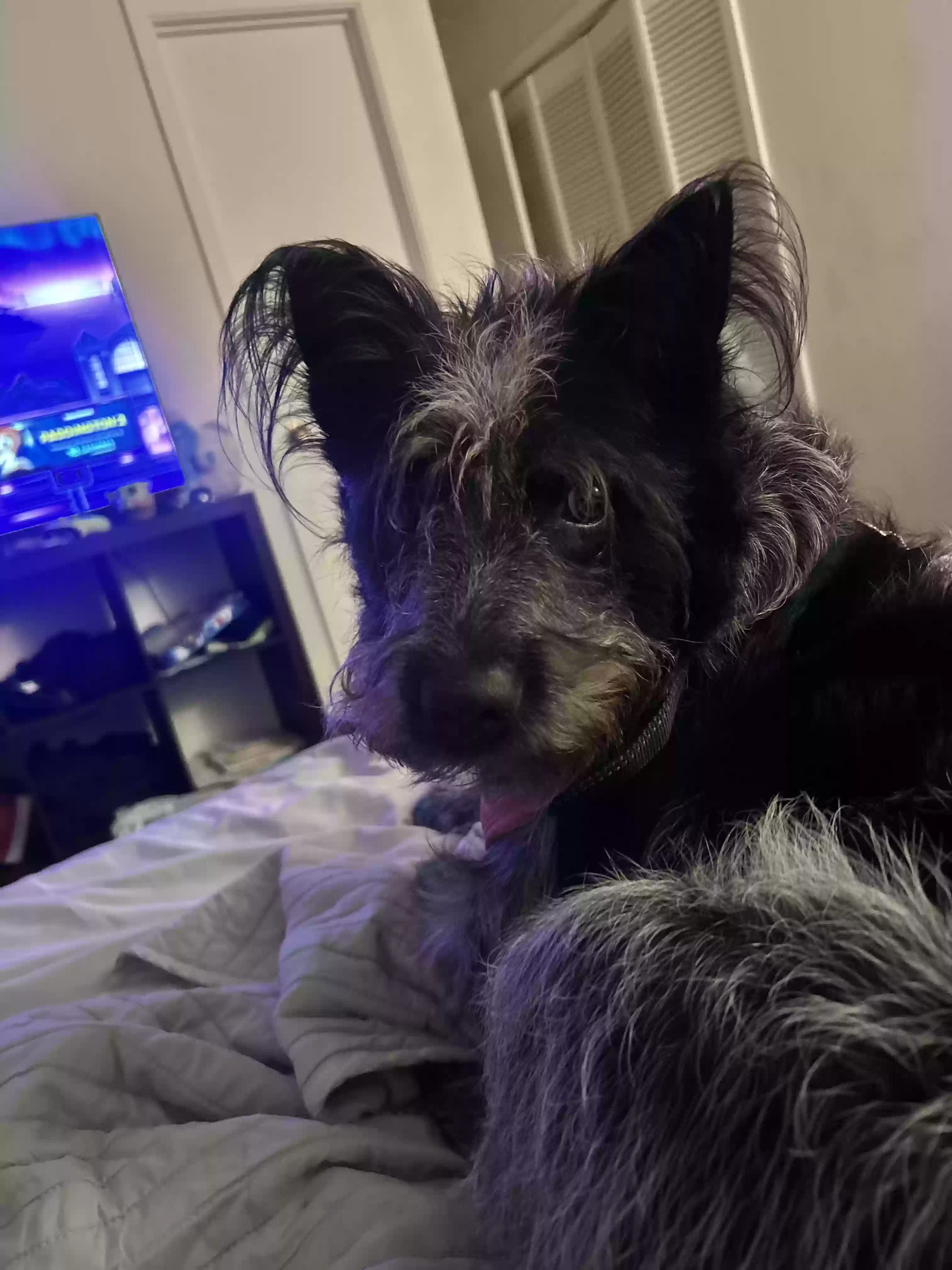 adoptable Dog in Hot Springs National Park,AR named Harmonie