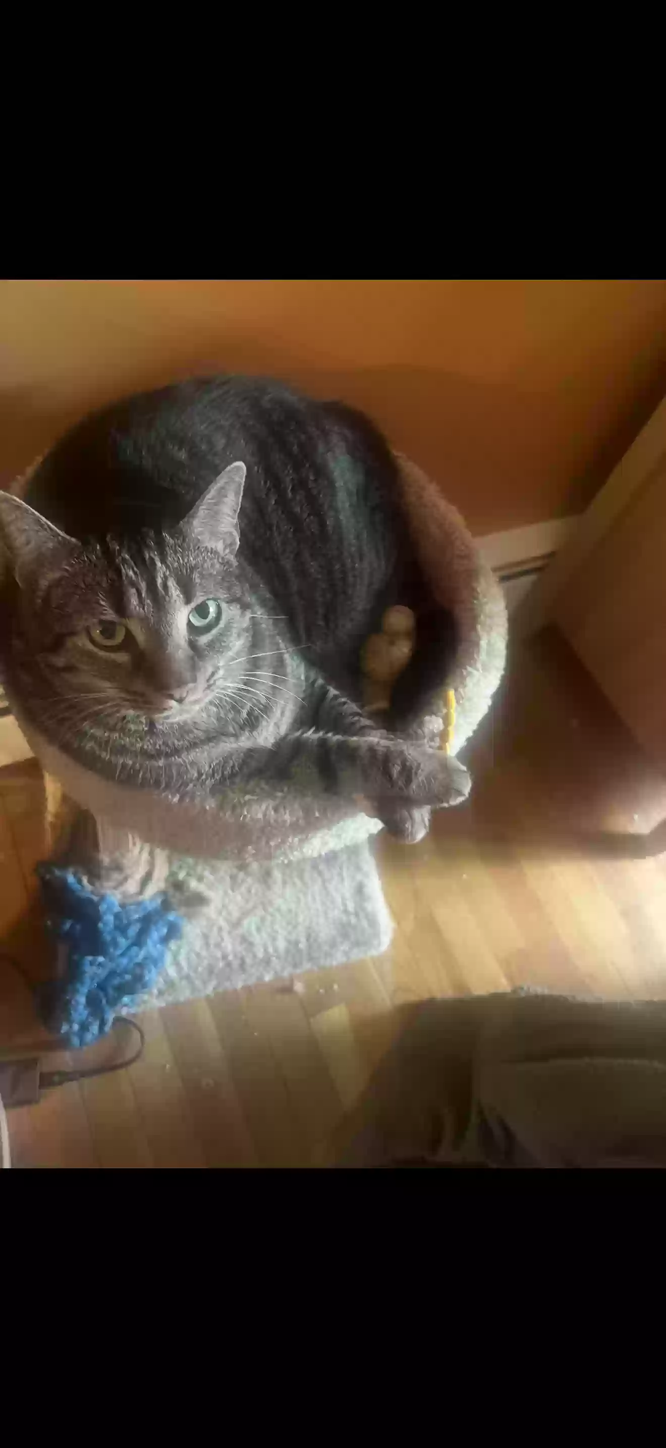 adoptable Cat in Atglen,PA named Rocky