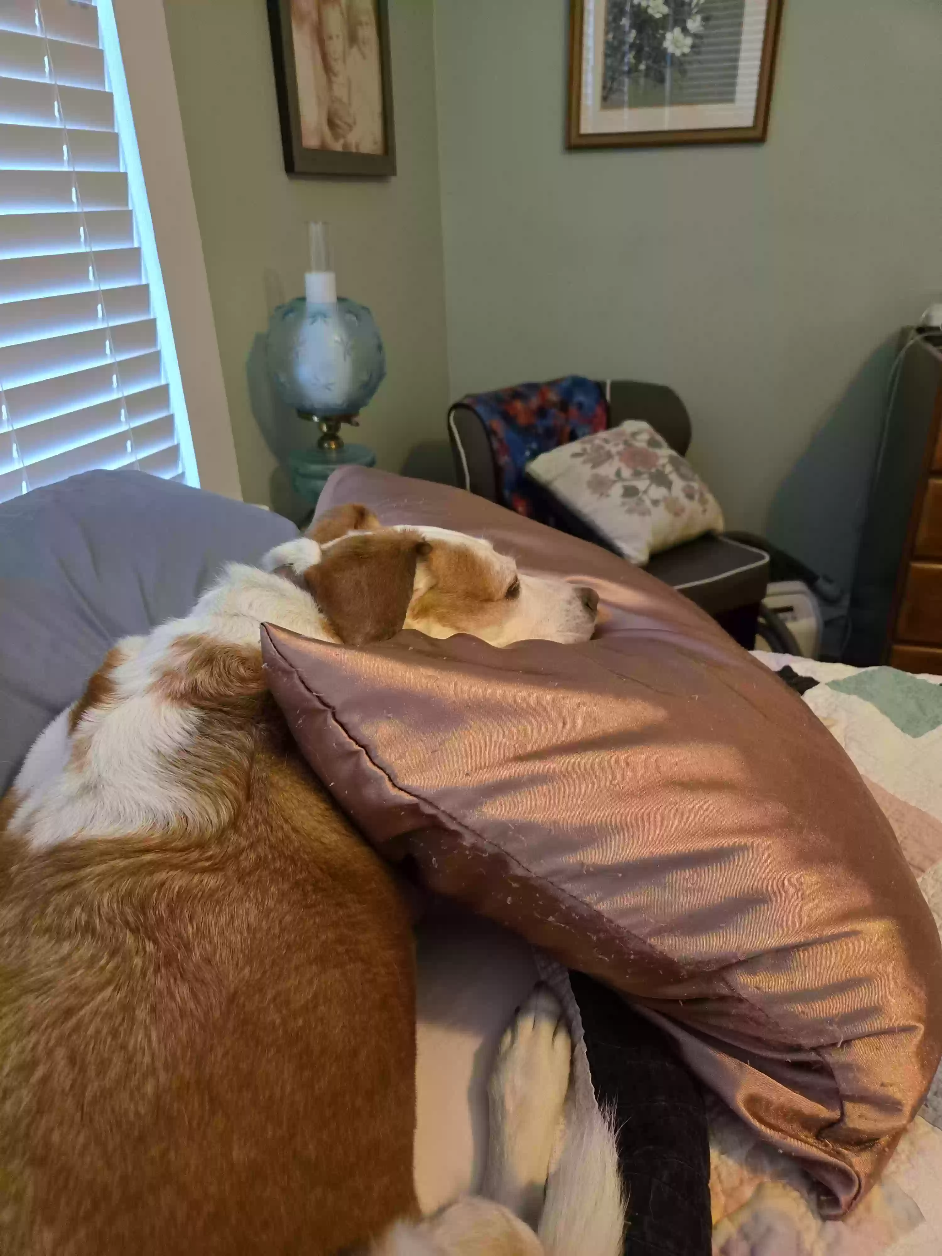 adoptable Dog in Spartanburg,SC named Jake
